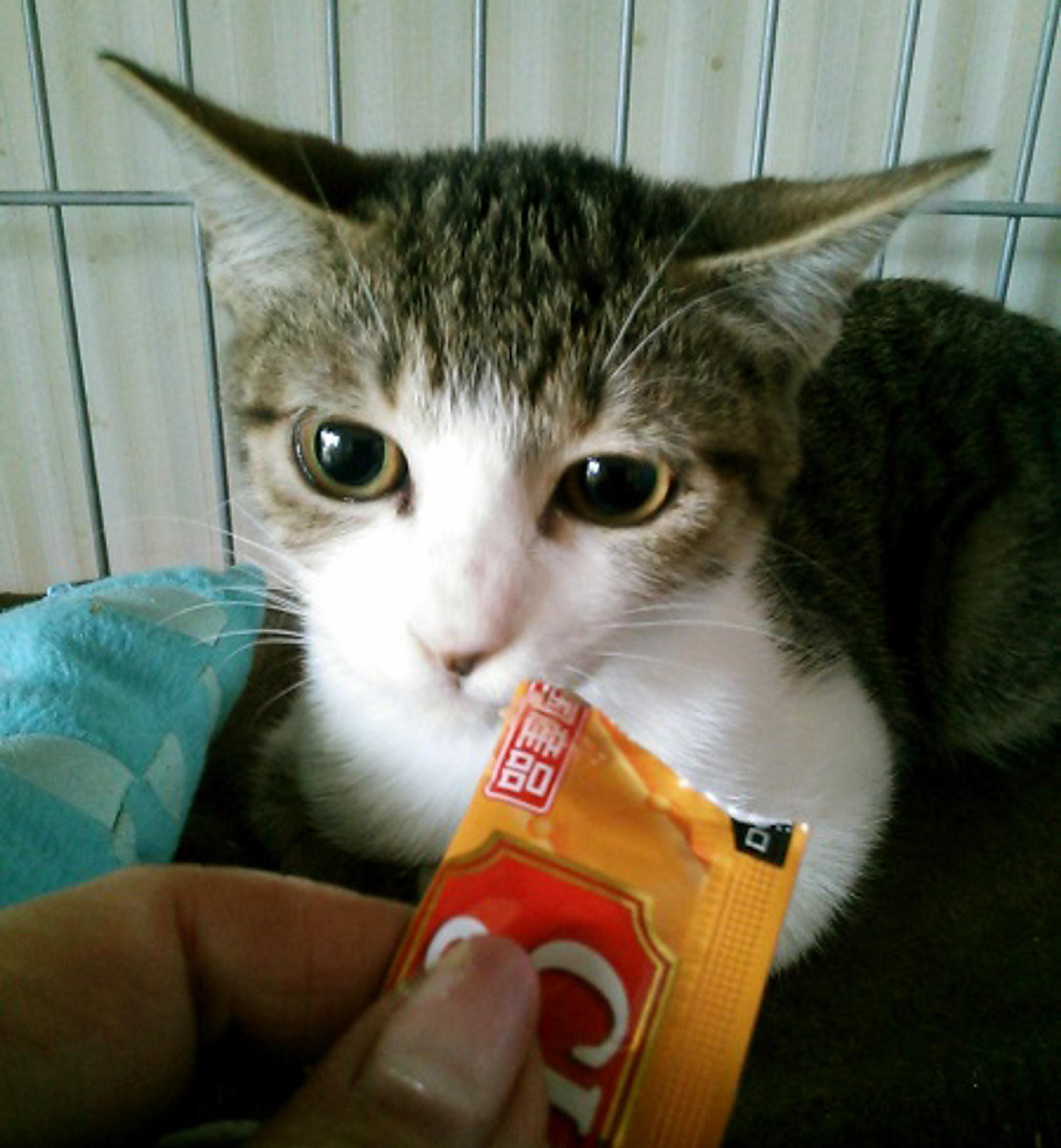 pet-image-2