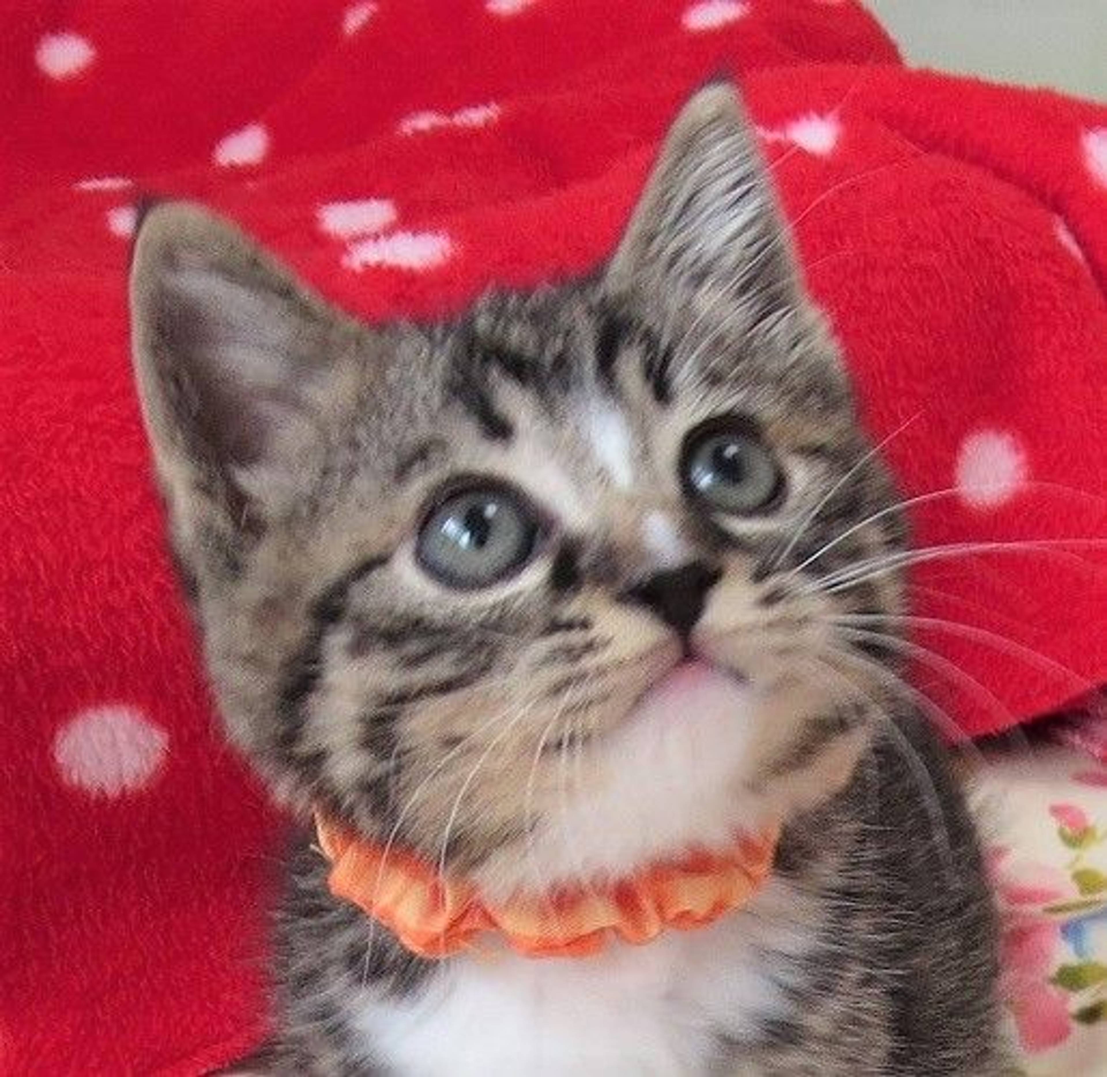 雑種（ミックス猫）・オスの里親募集の写真
