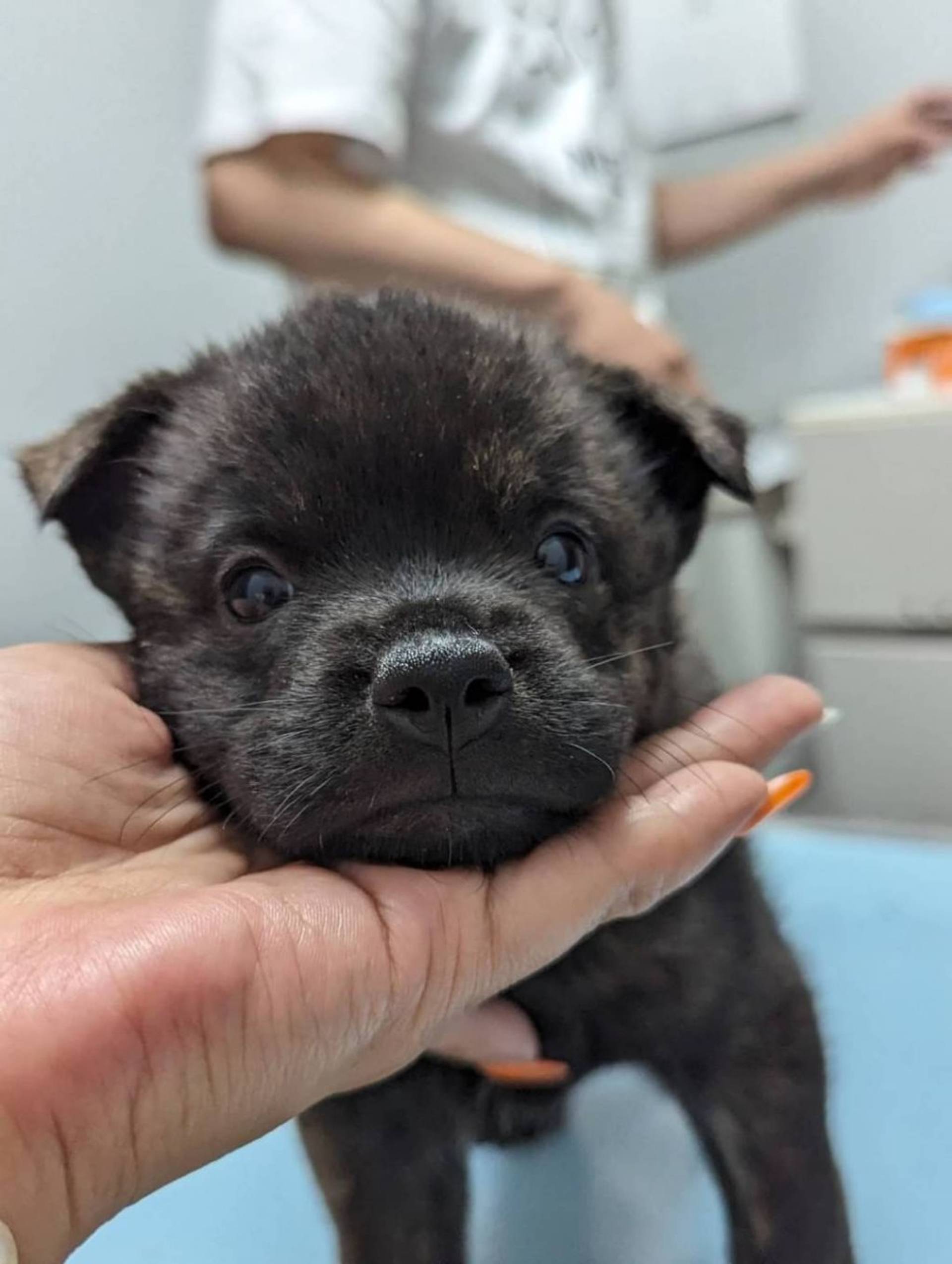 甲斐犬・メスの里親募集の写真