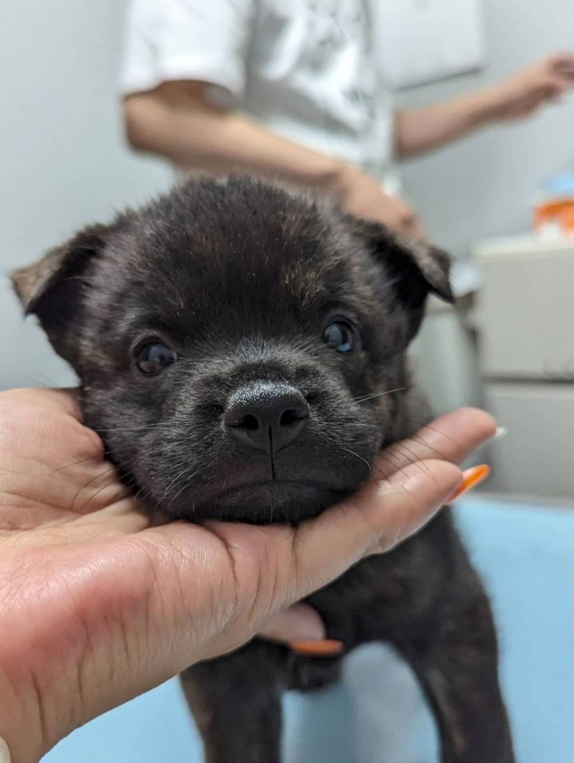 甲斐犬・メスの里親募集の写真