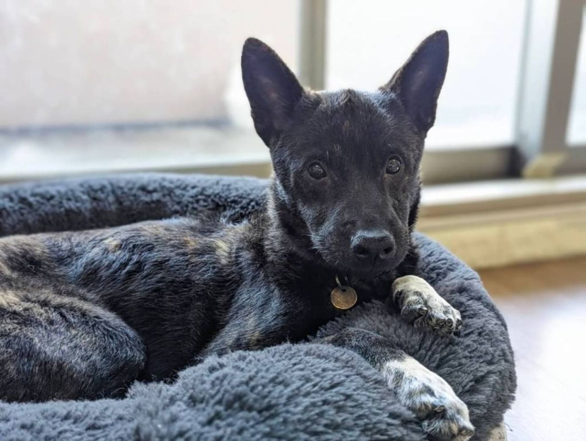 甲斐犬・メスの里親募集の写真