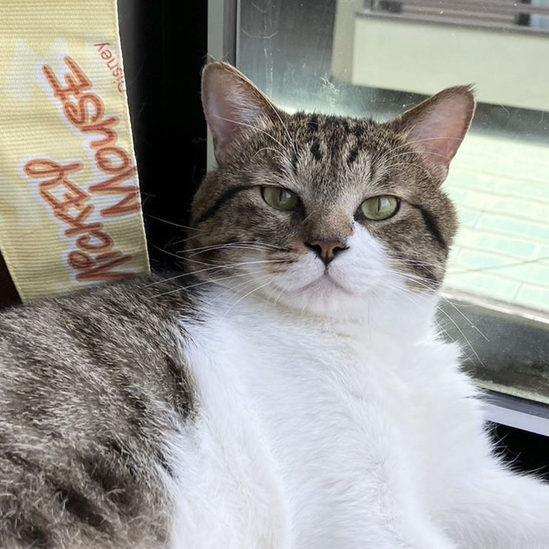 雑種（ミックス猫）・オスの里親募集の写真