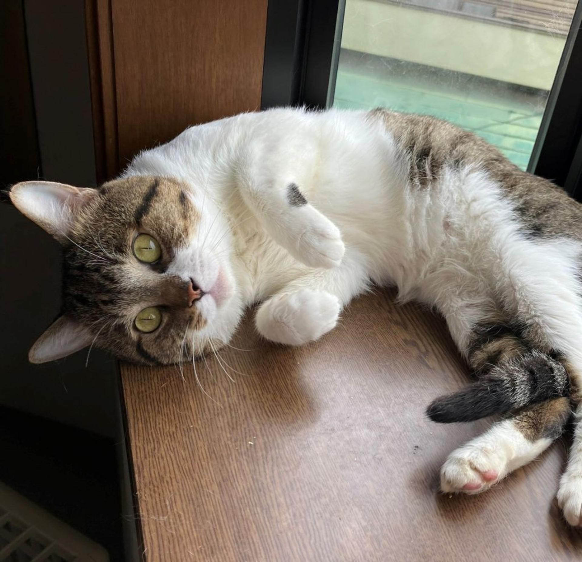 pet-image-2