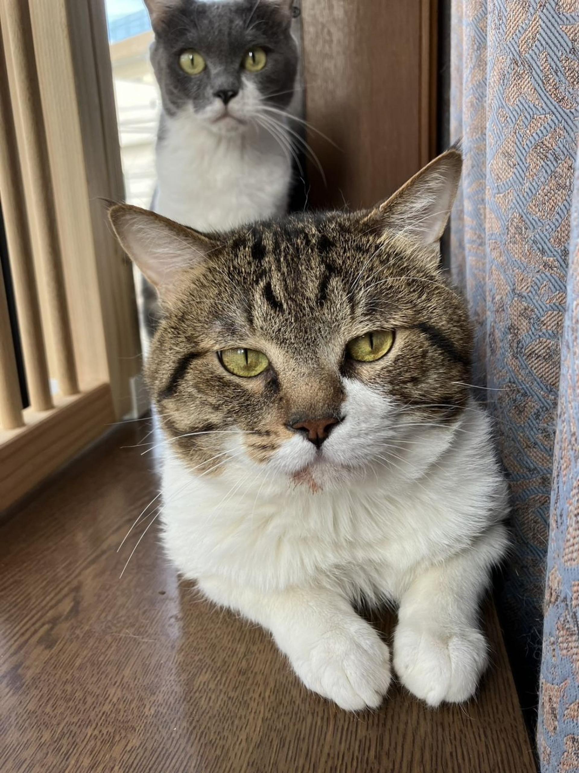 pet-image-4