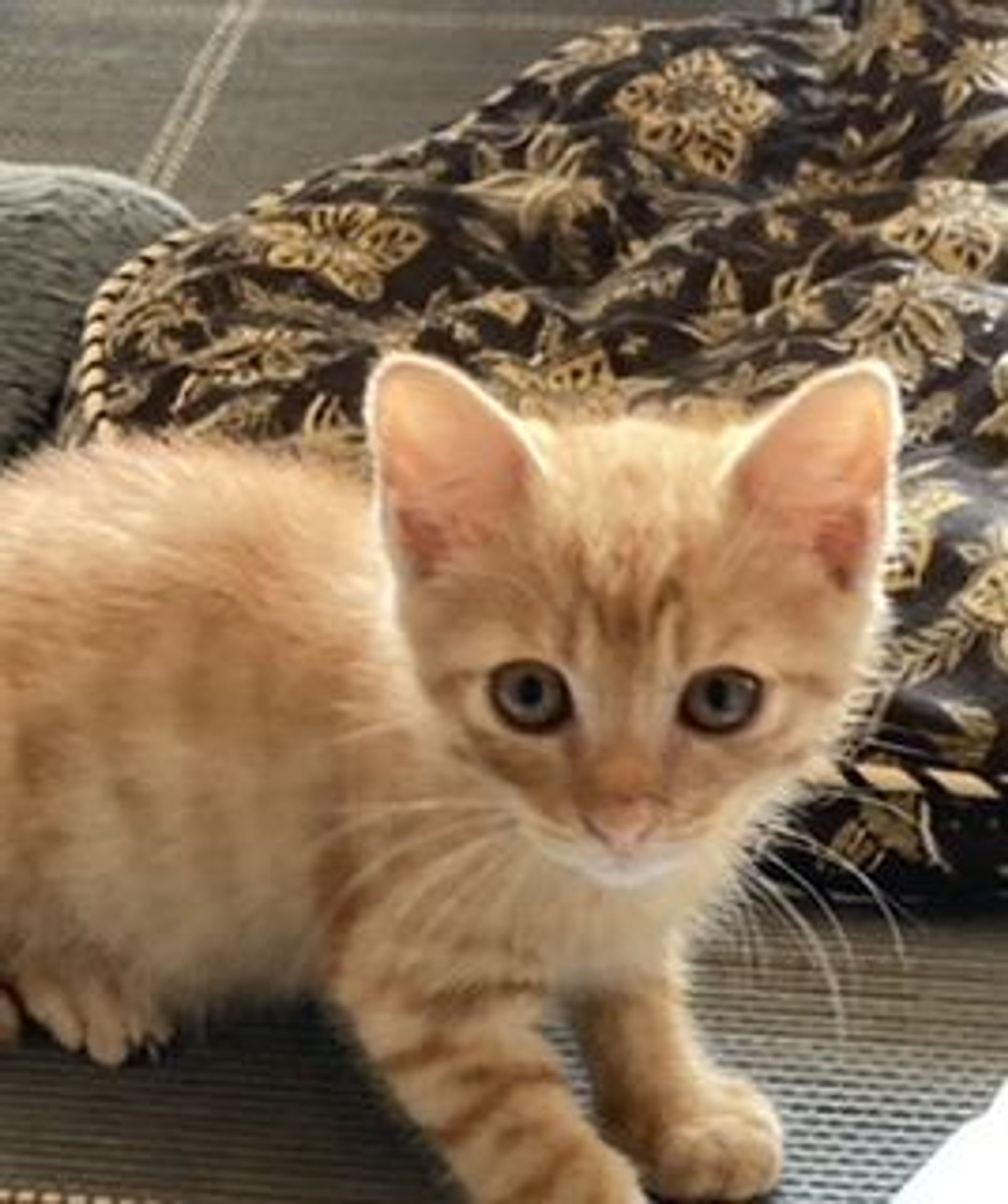 雑種（ミックス猫）・オスの里親募集の写真