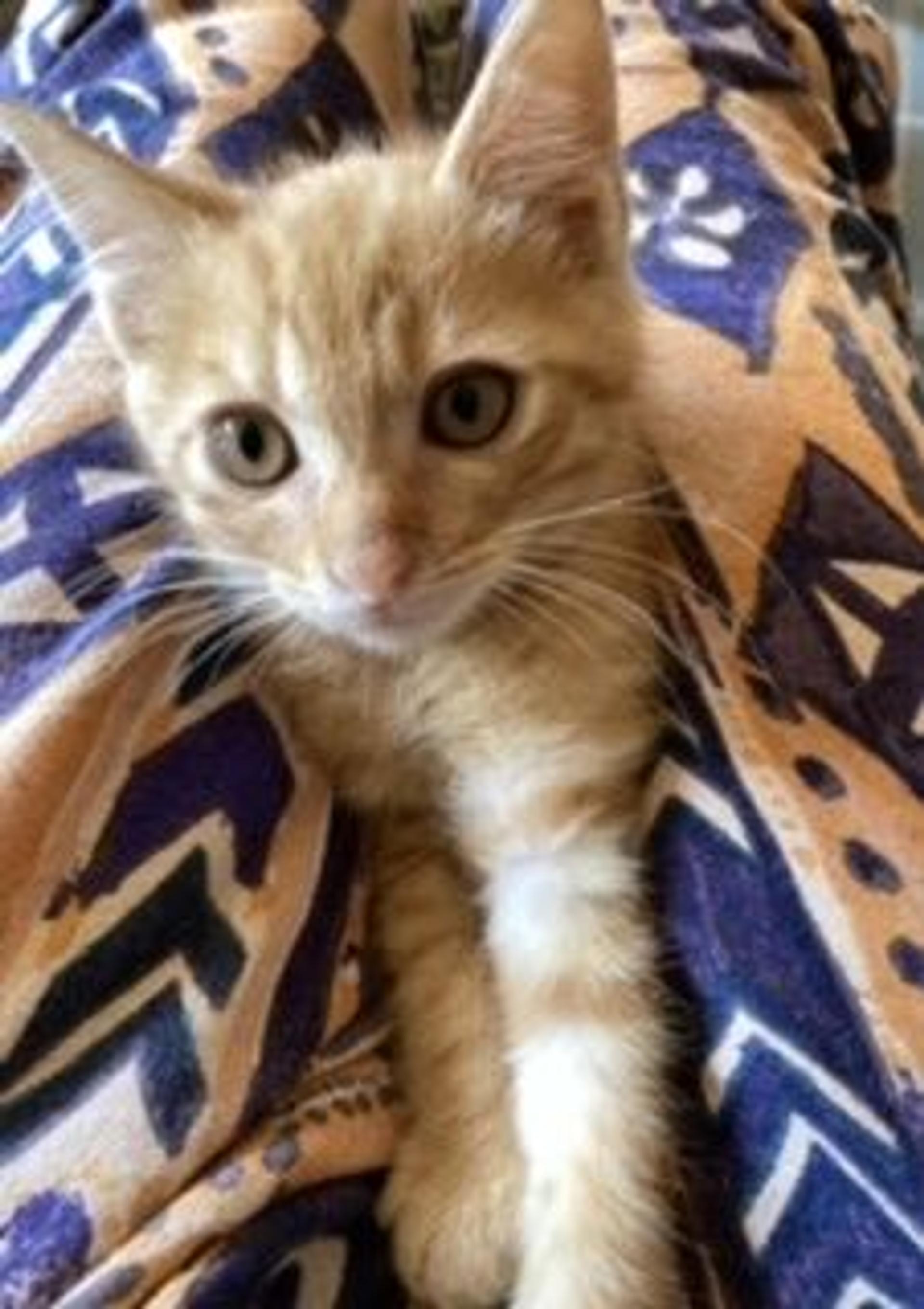 pet-image-3