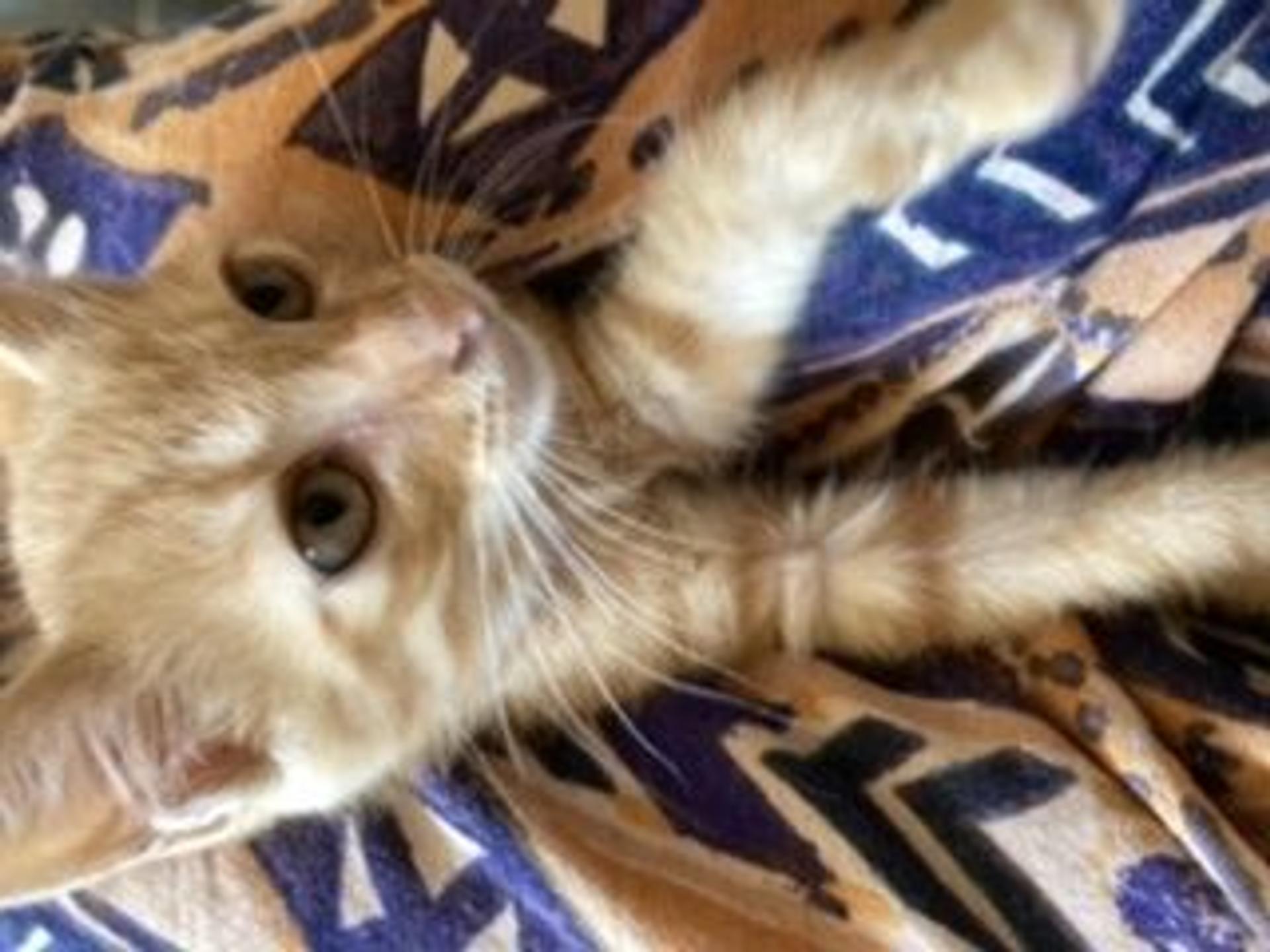 pet-image-8