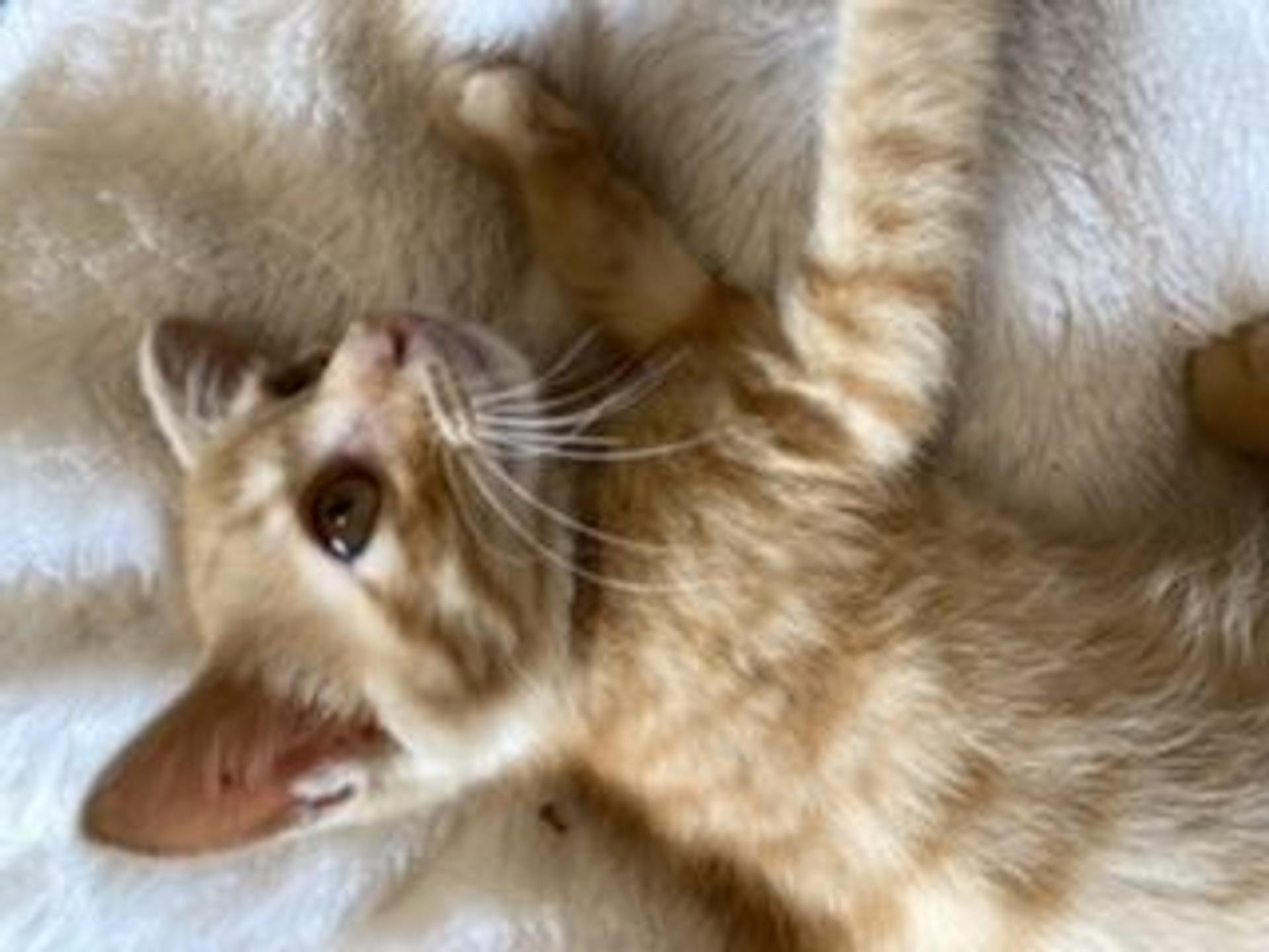 pet-image-9