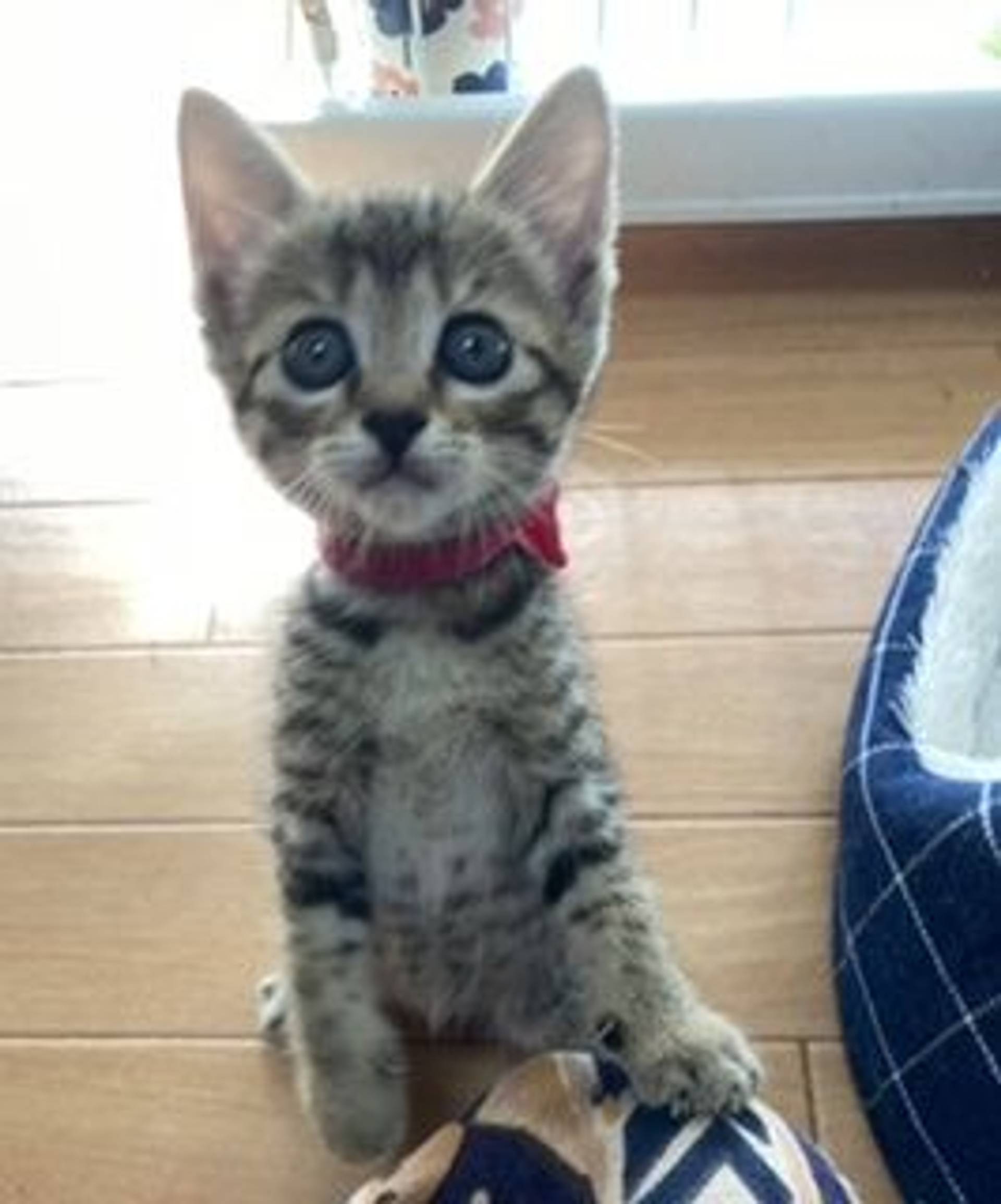 雑種（ミックス猫）・メスの里親募集の写真