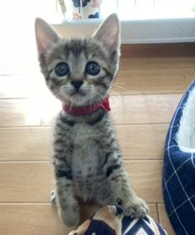 ピンカちゃんの写真