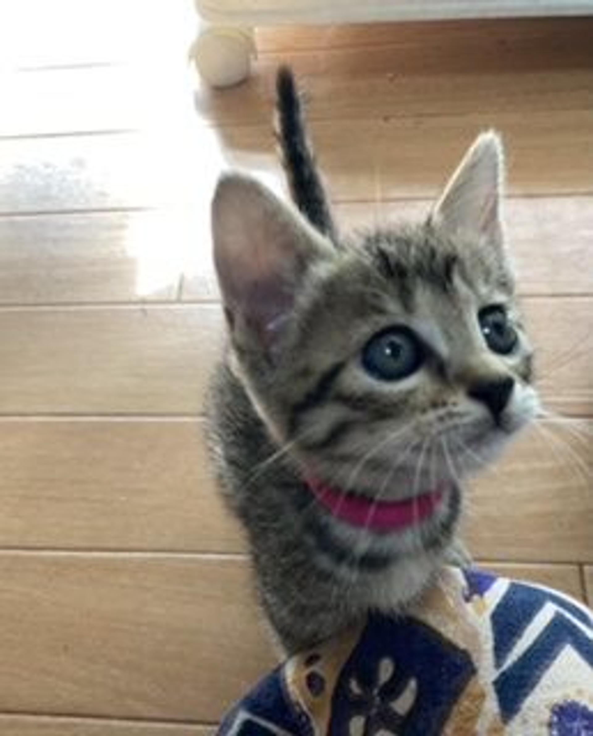 pet-image-2