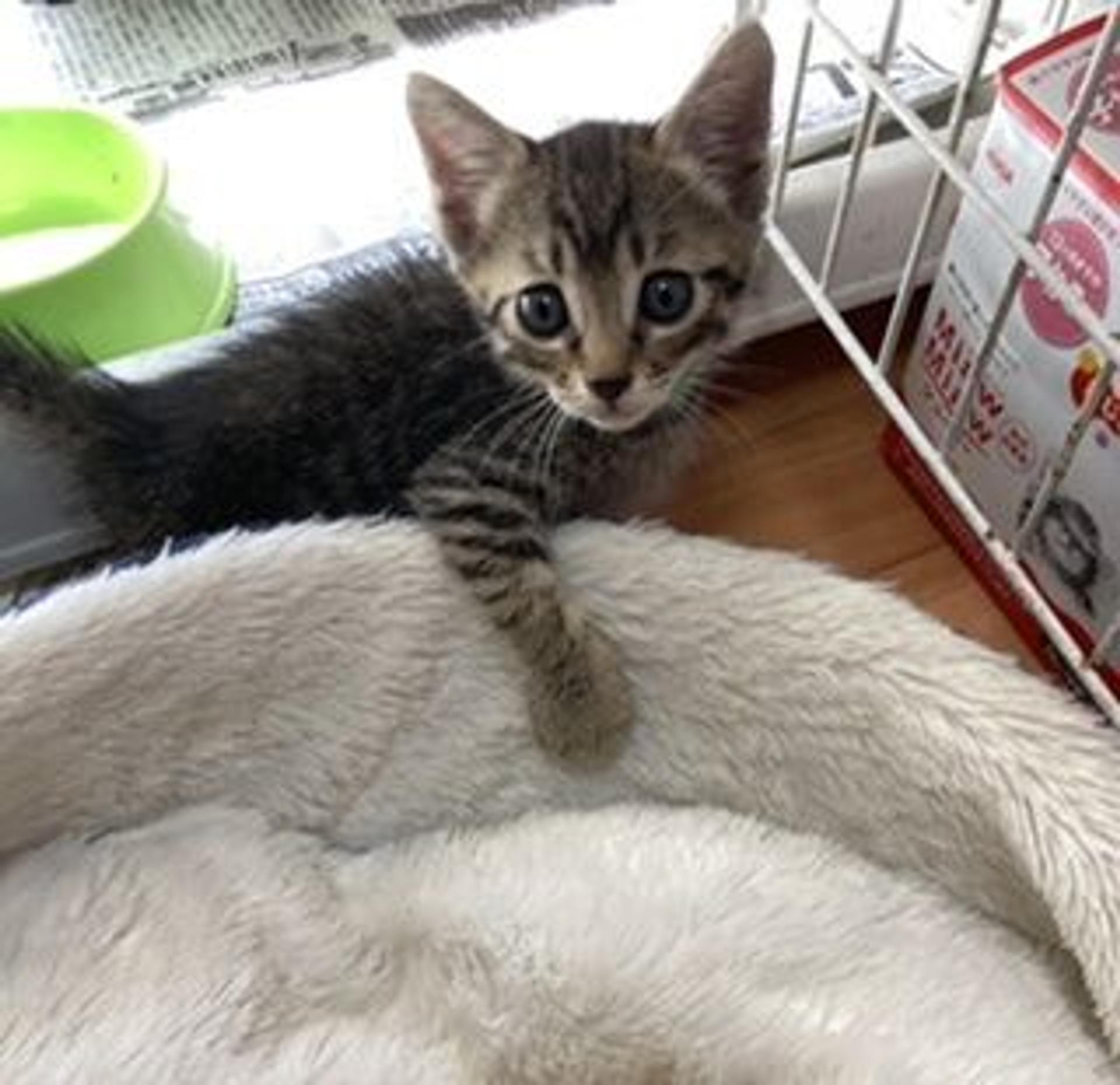 pet-image-4
