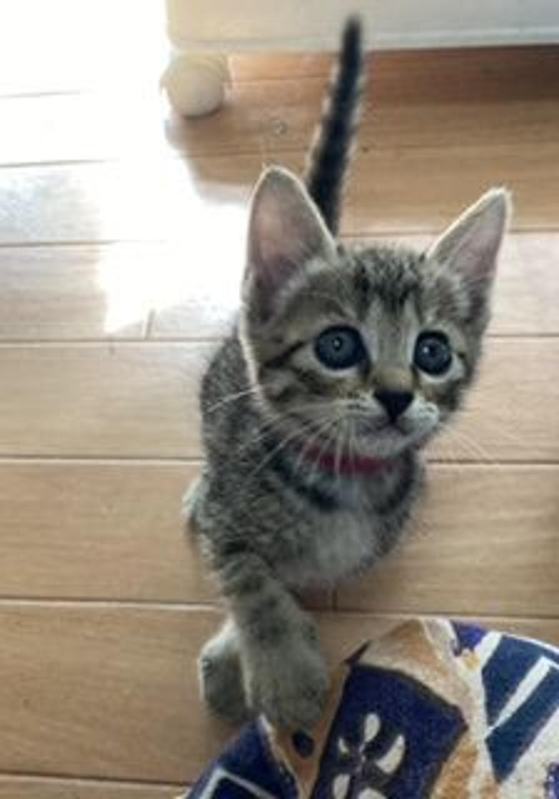 pet-image-5