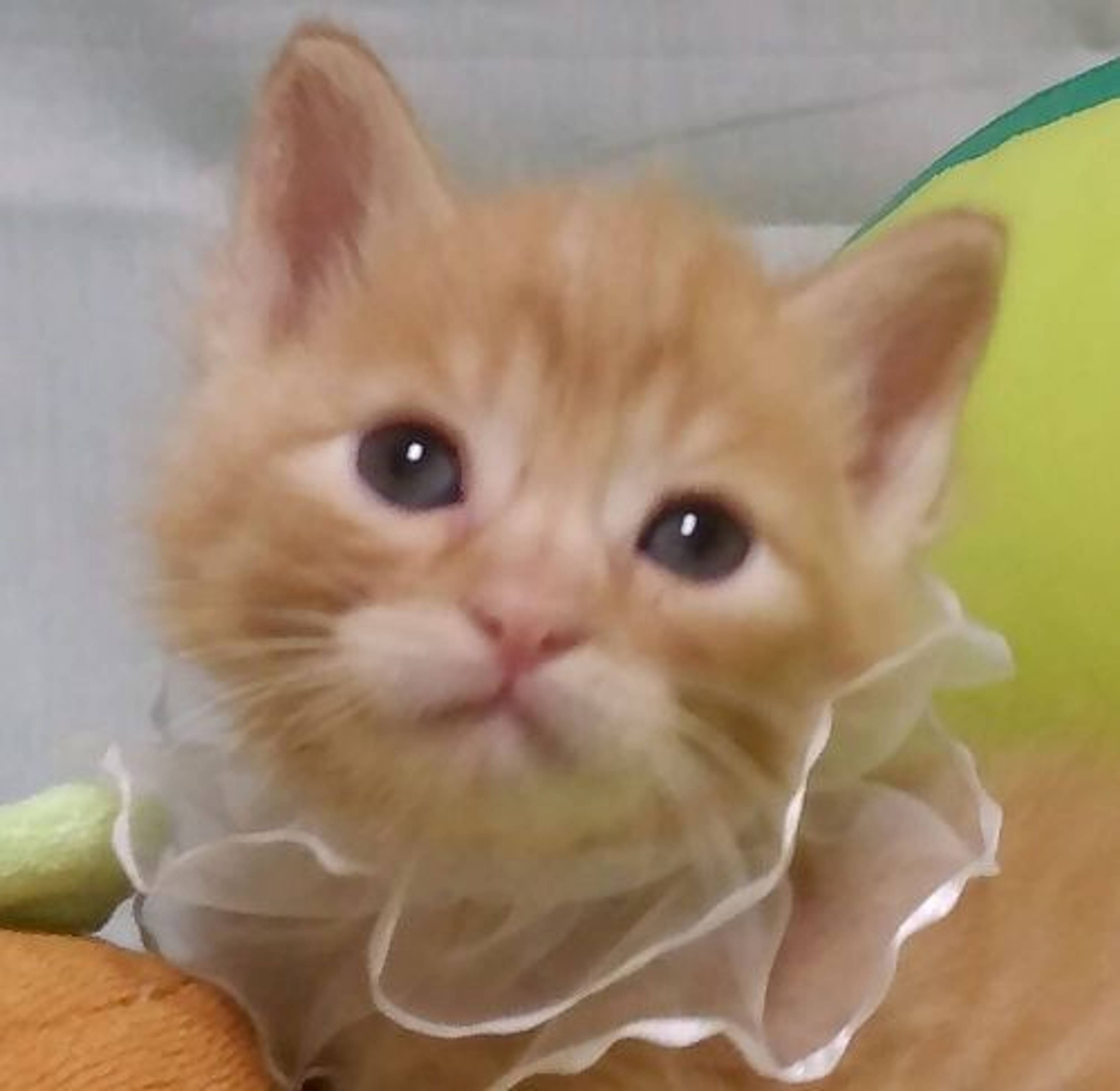 雑種（ミックス猫）・オスの里親募集の写真