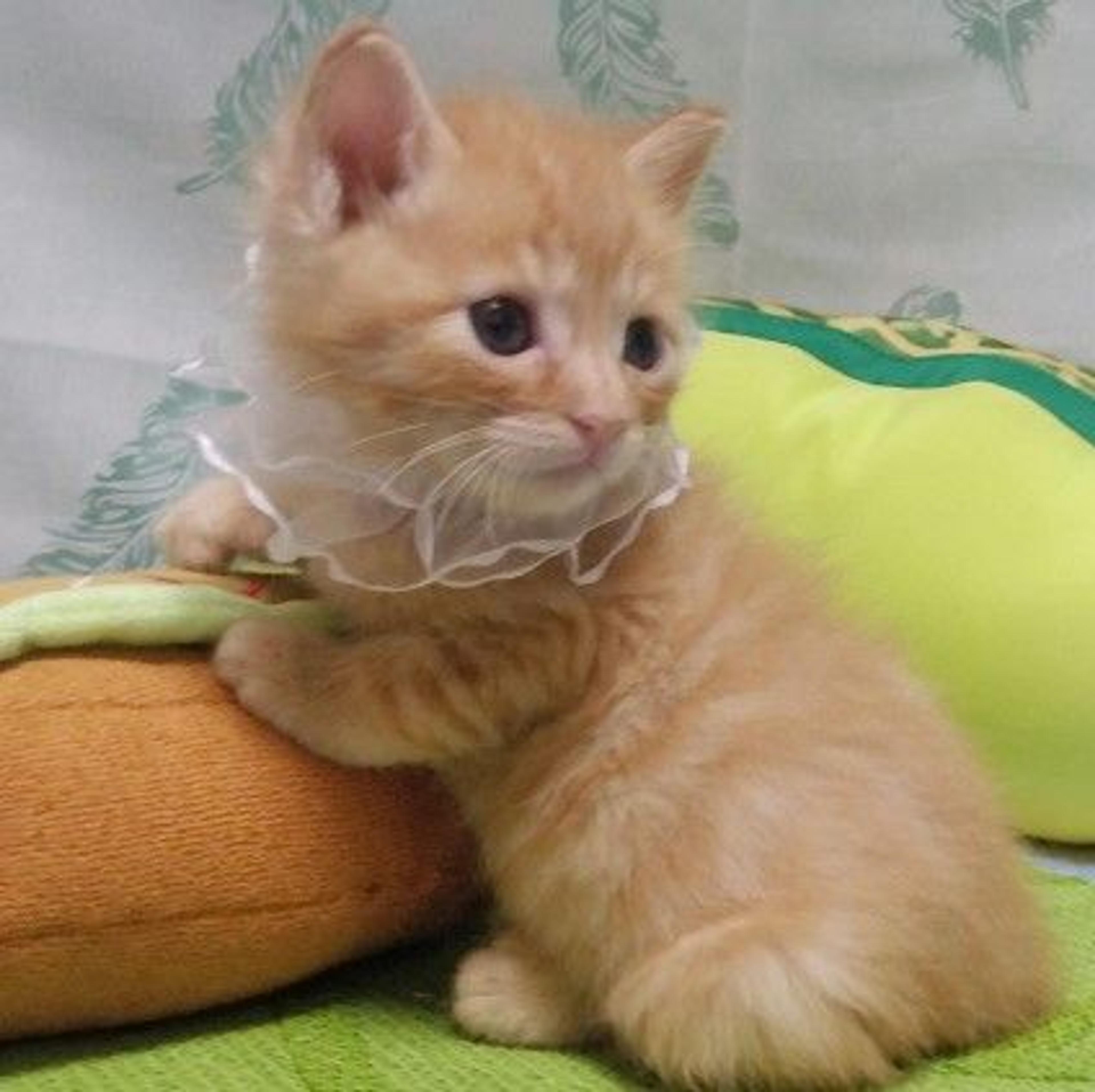 pet-image-2