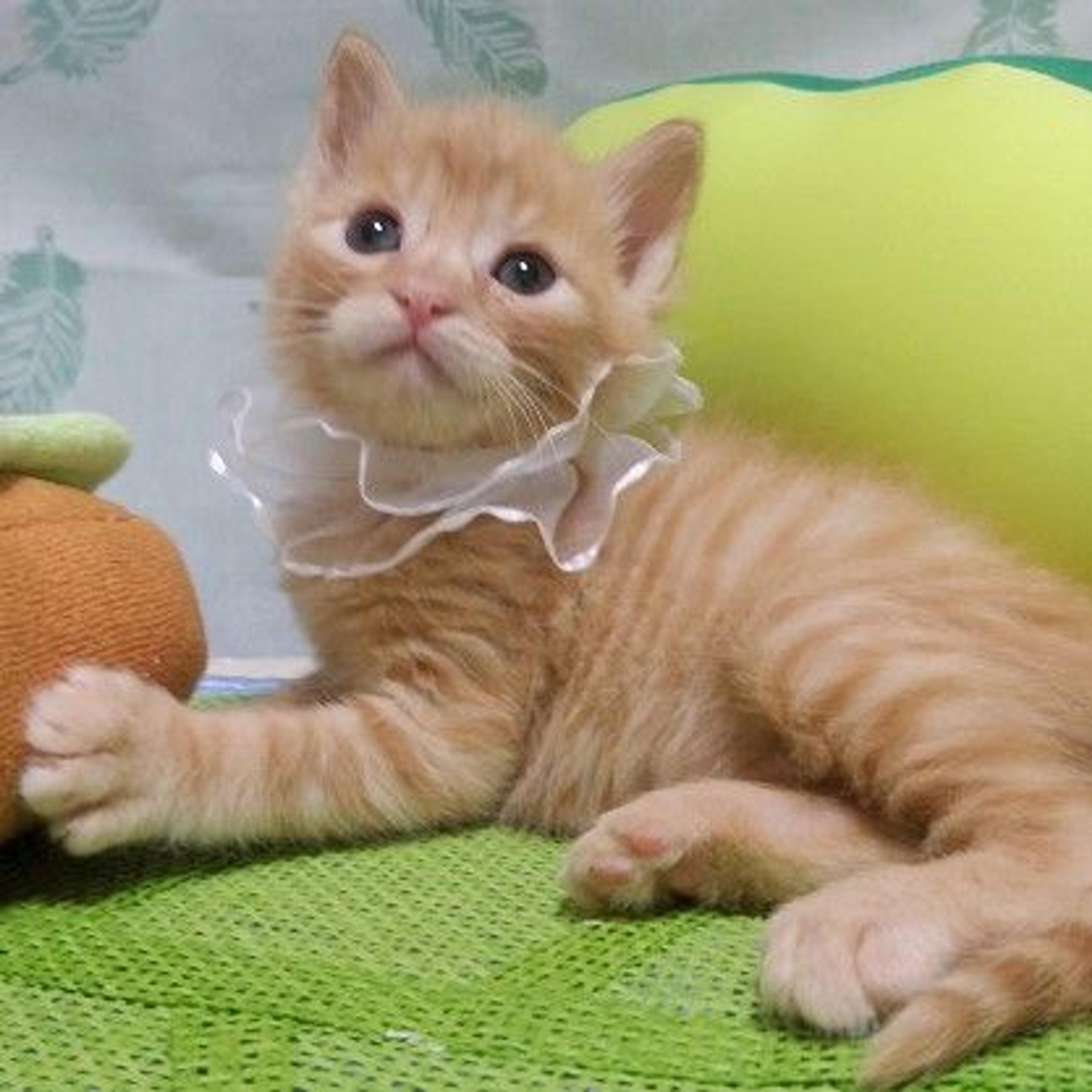 pet-image-3
