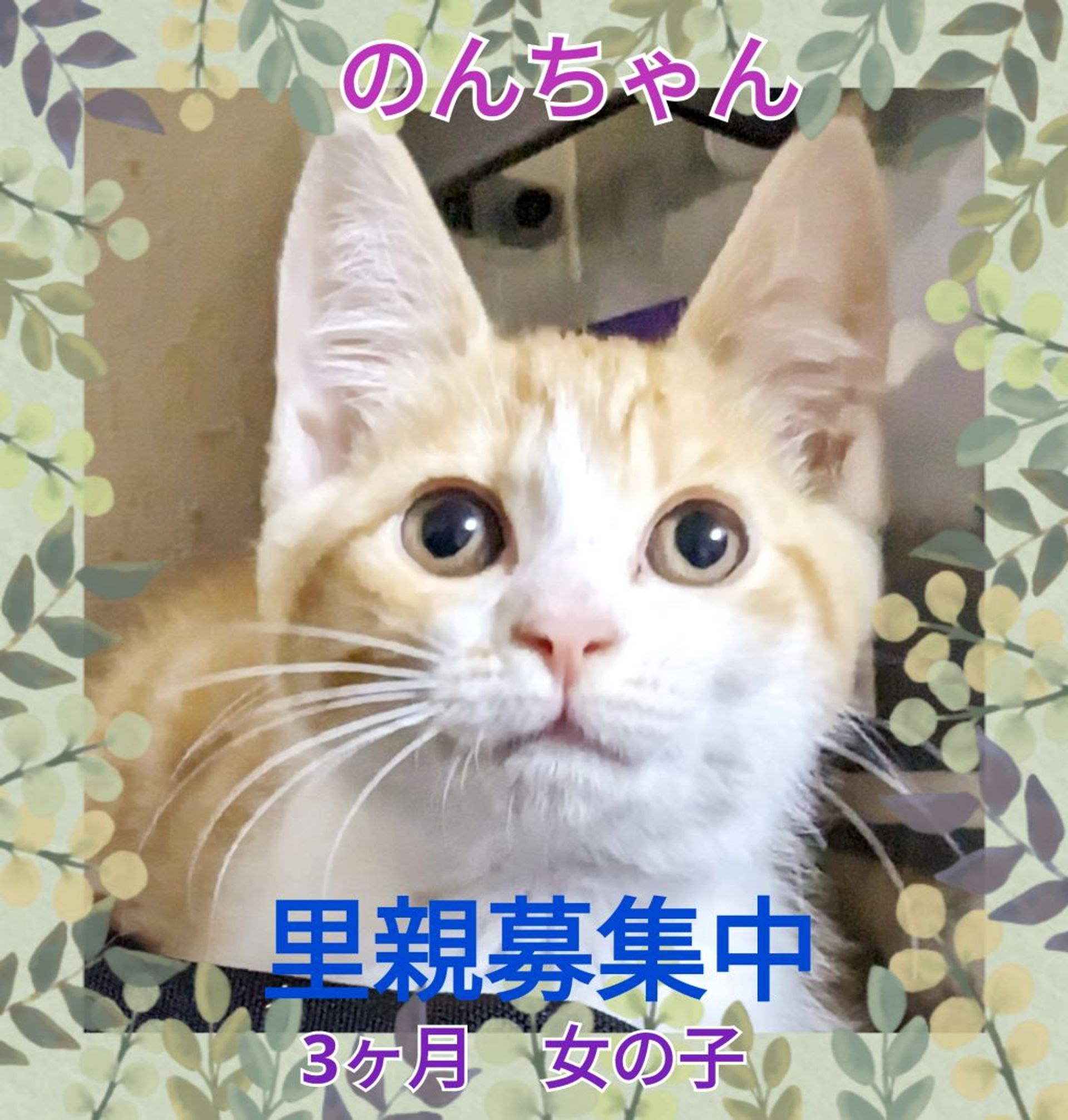 雑種（ミックス猫）・メスの里親募集の写真