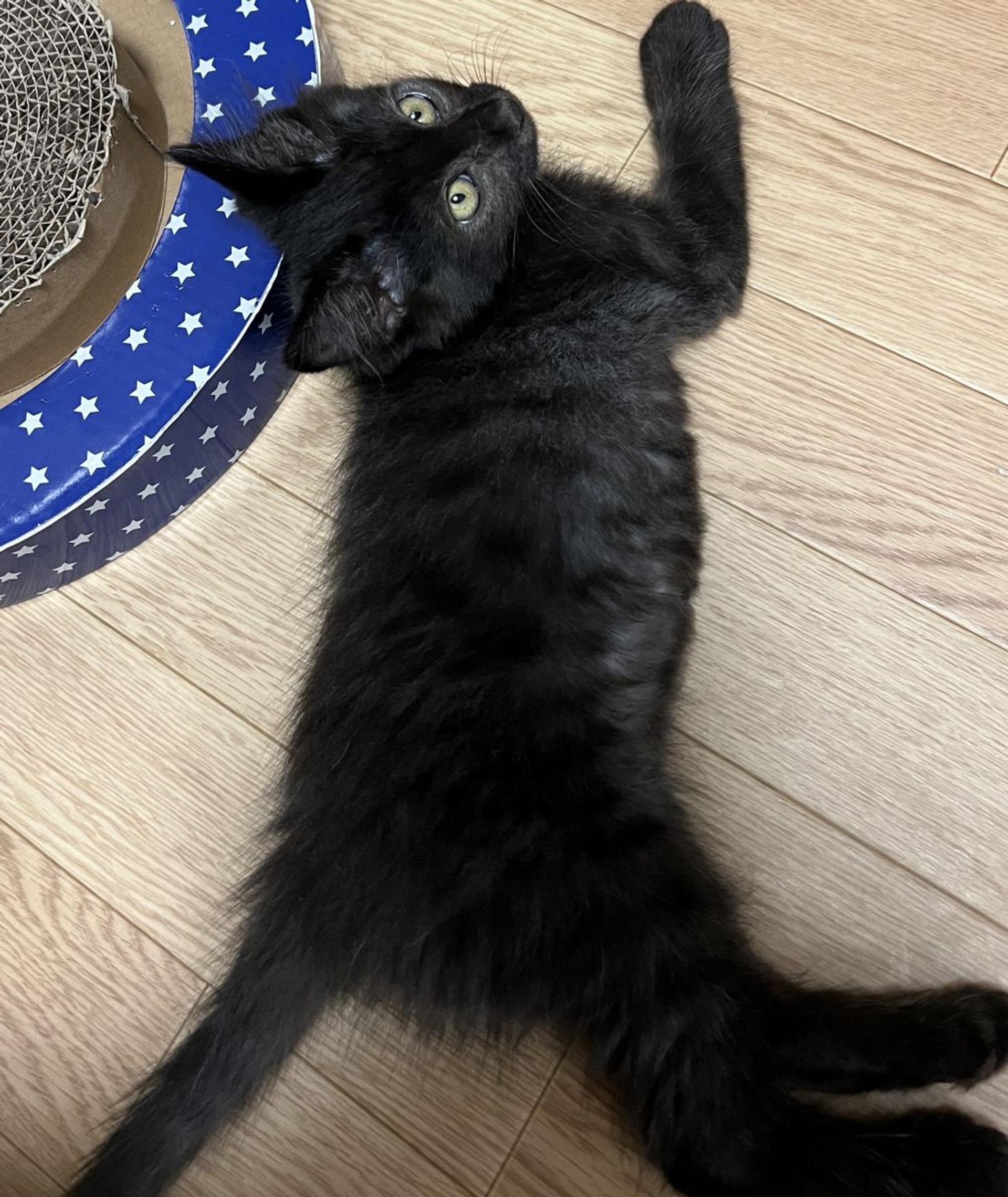 pet-image-4