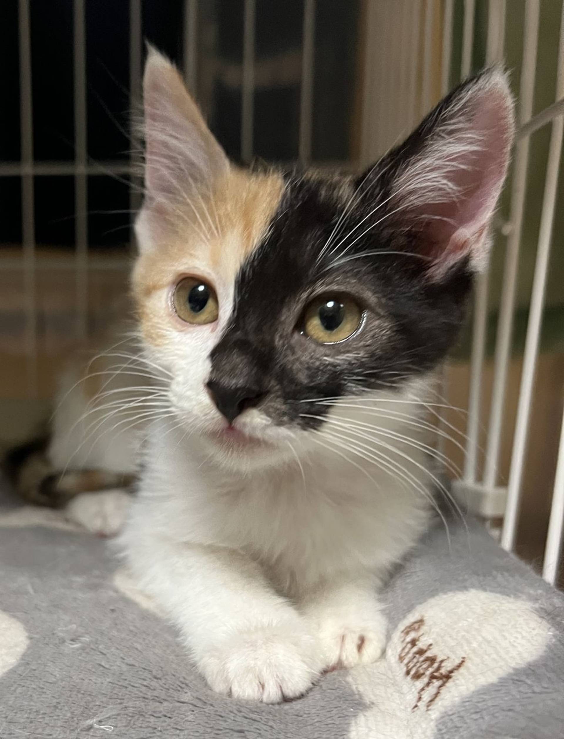 雑種（ミックス猫）・メスの里親募集の写真