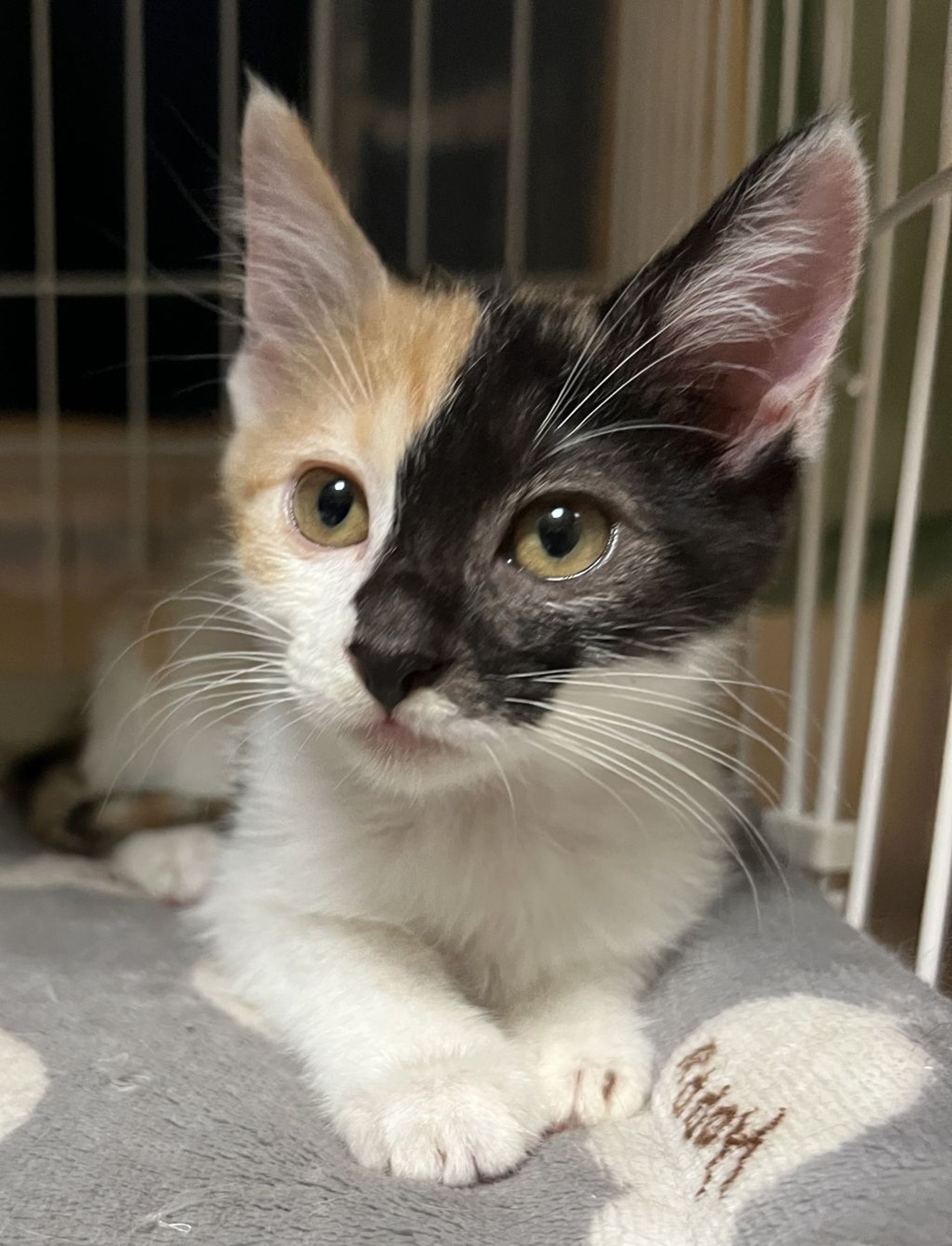 雑種（ミックス猫）・メスの里親募集の写真
