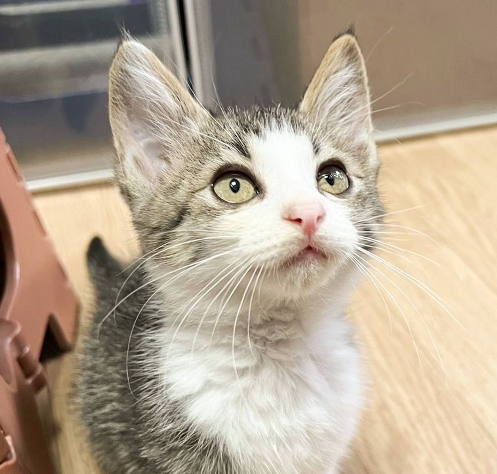 雑種（ミックス猫）・オスの里親募集の写真