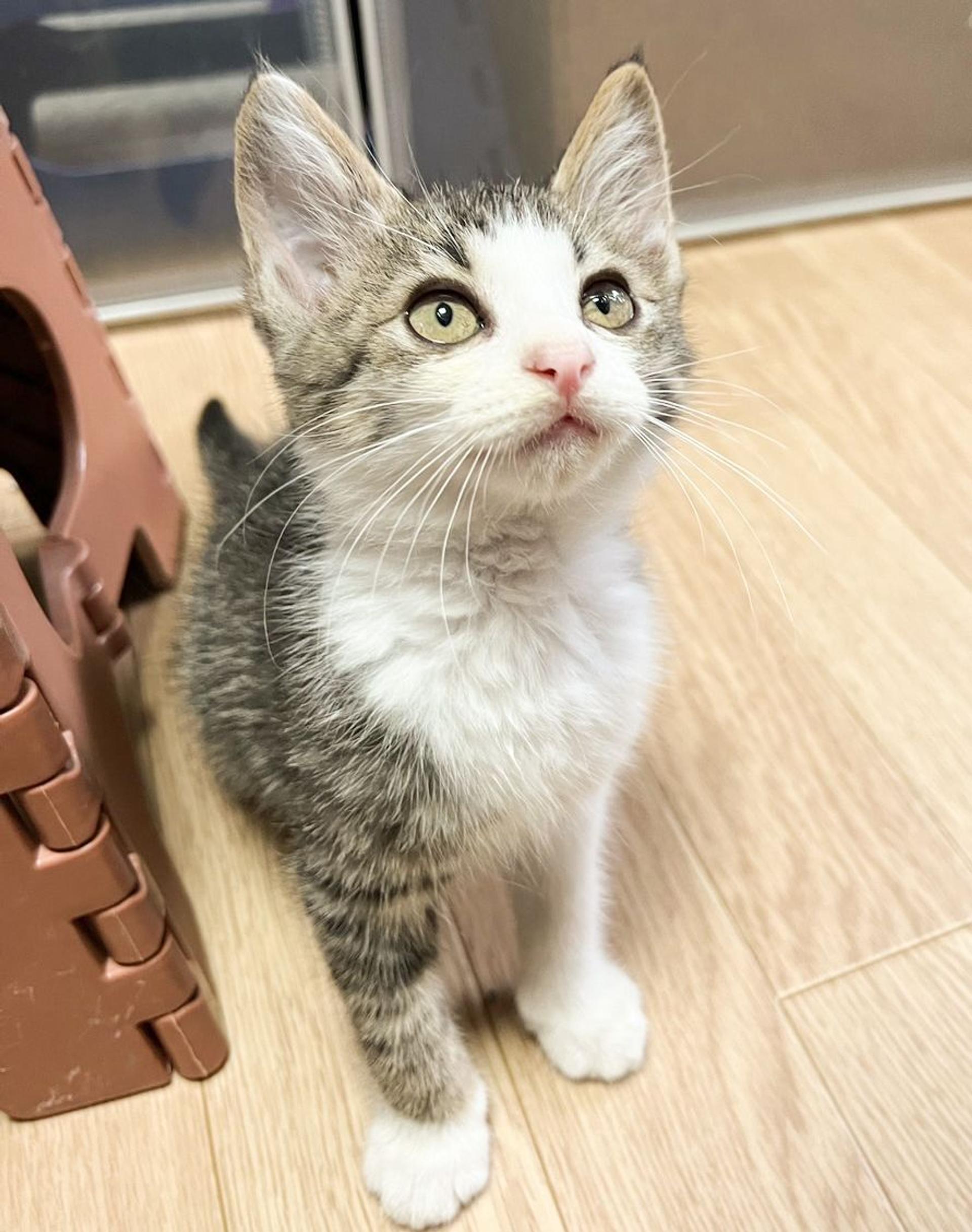 pet-image-4