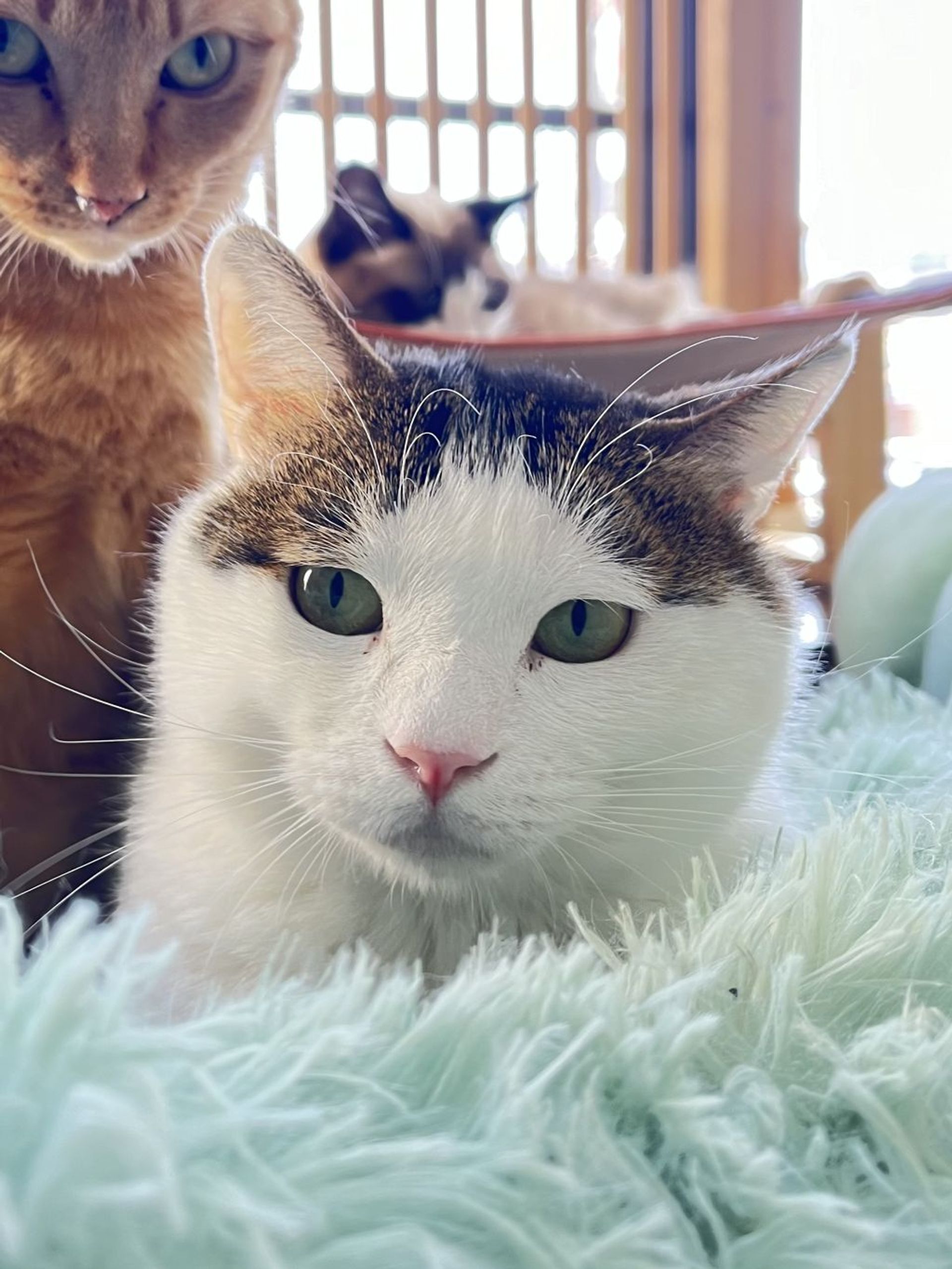 雑種（ミックス猫）・オスの里親募集の写真