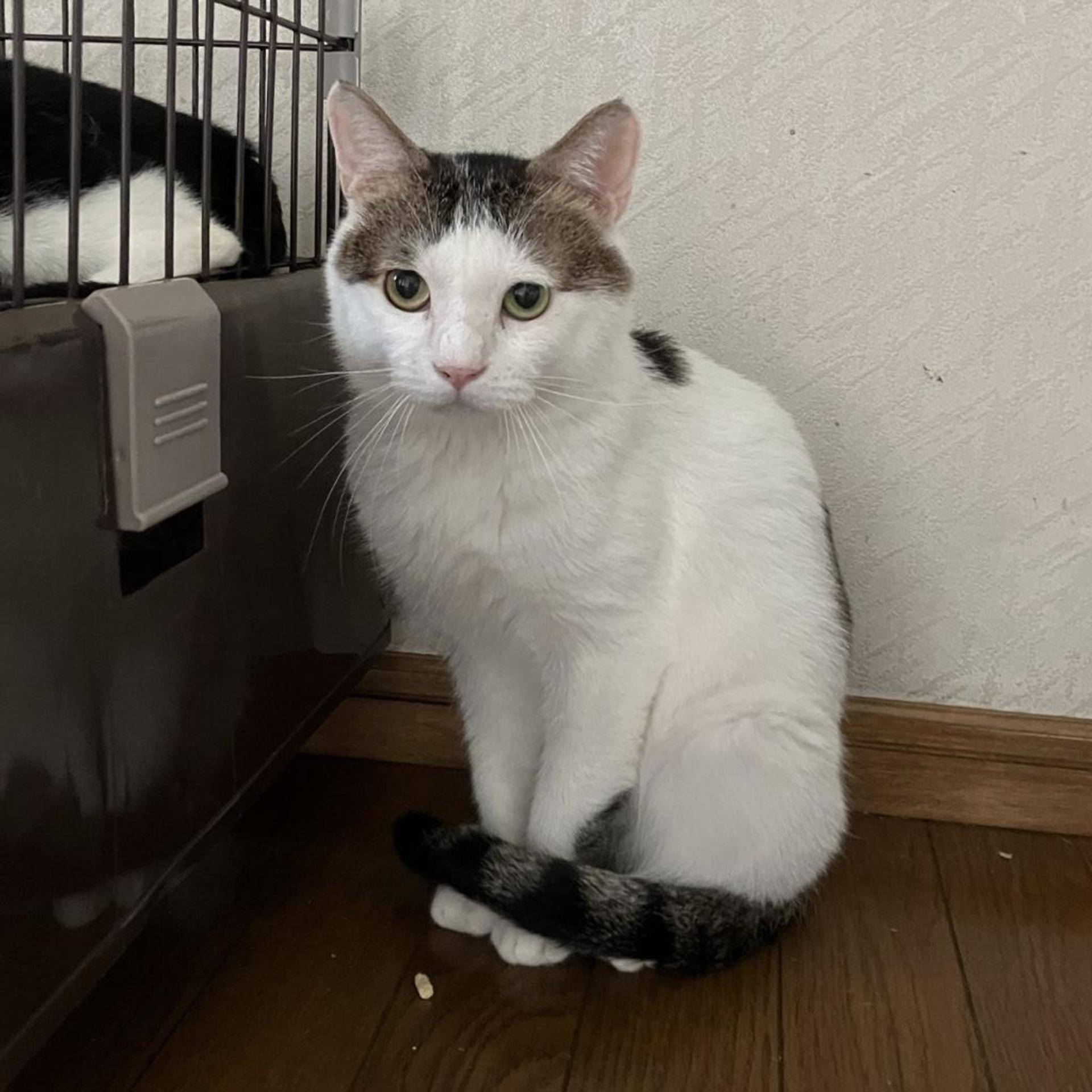 pet-image-4