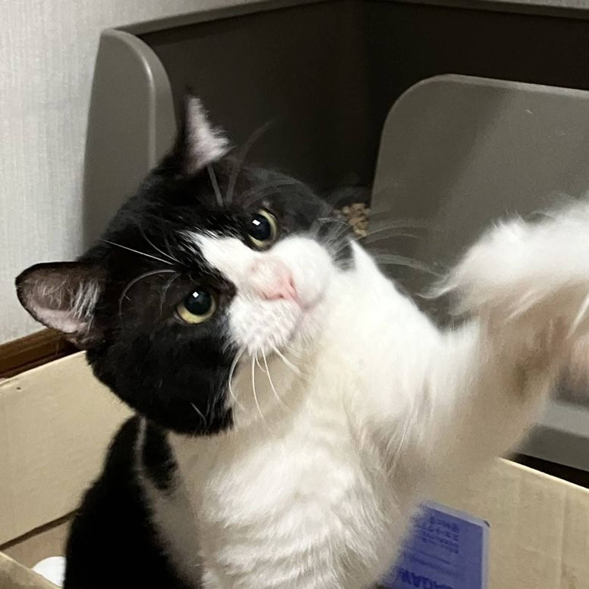 雑種（ミックス猫）・オスの里親募集の写真