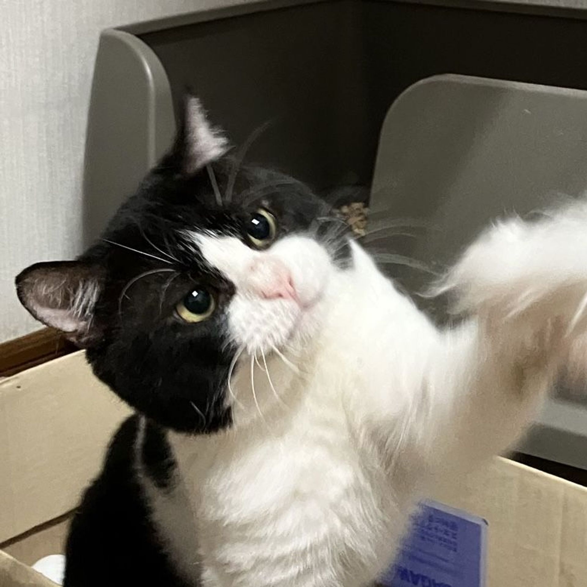 雑種（ミックス猫）・オスの里親募集の写真