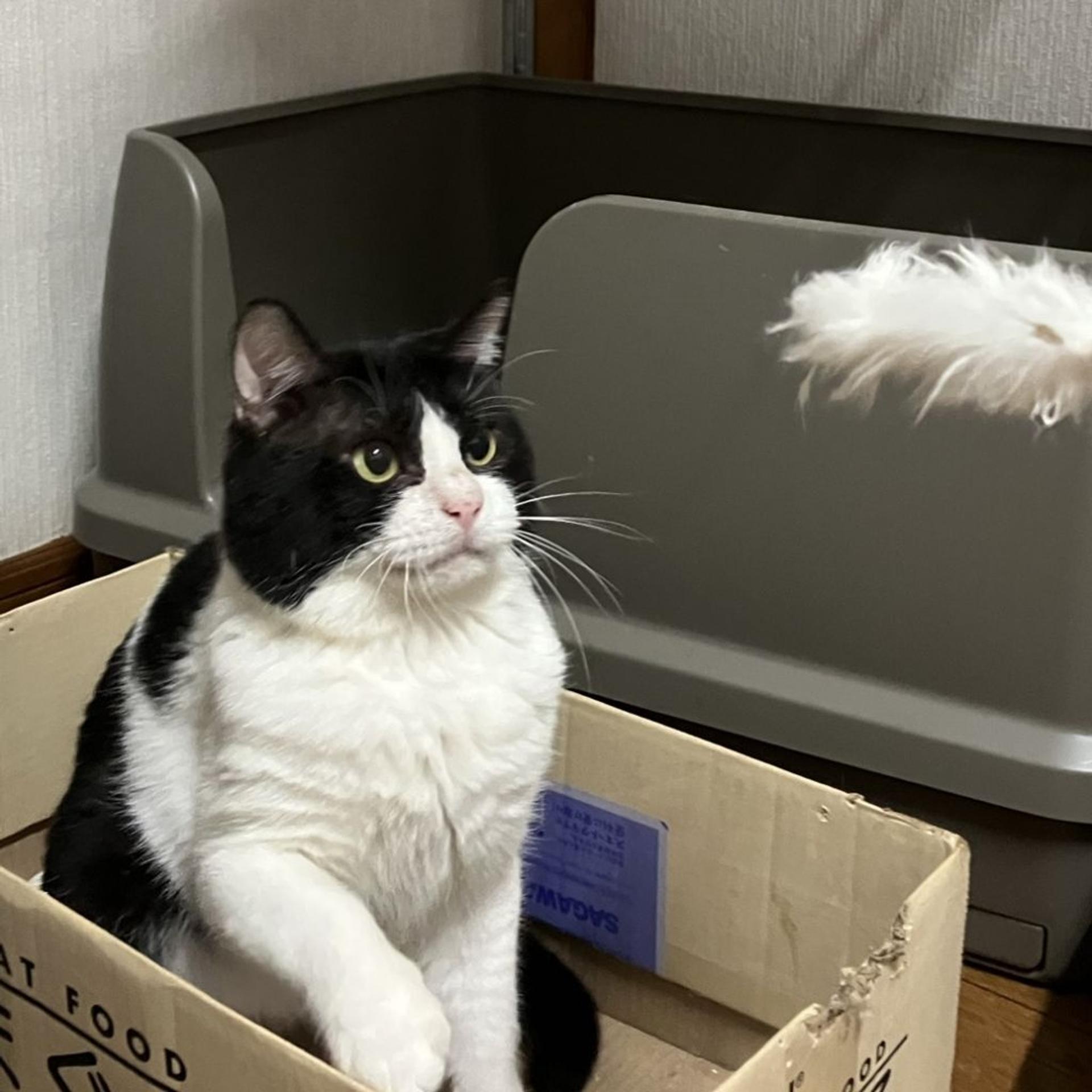 pet-image-2