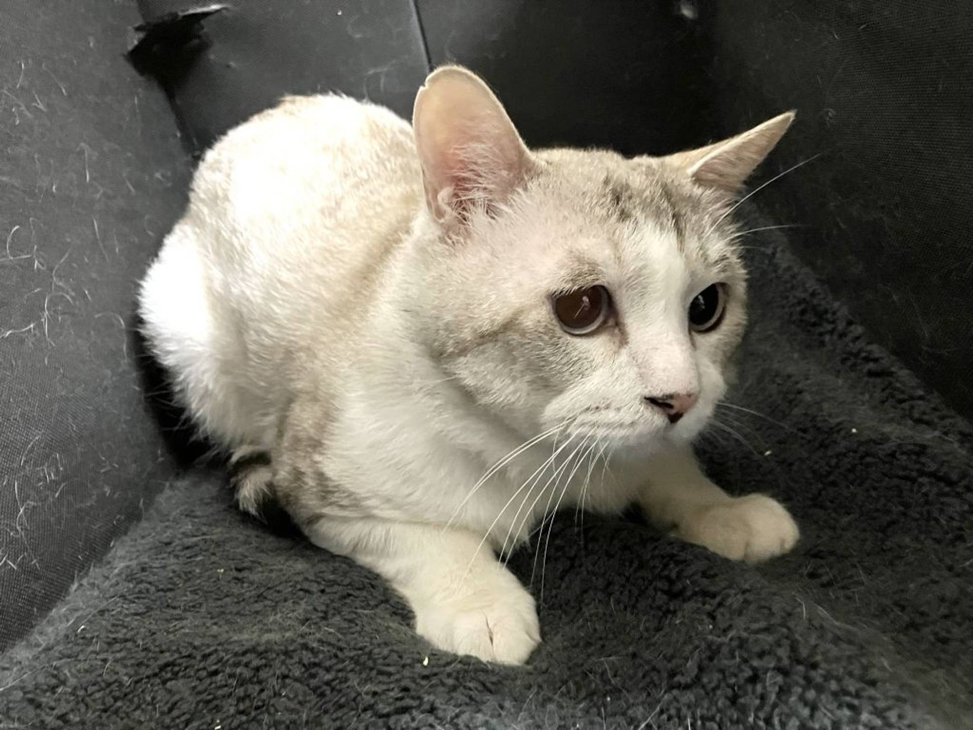 雑種（ミックス猫）・オスの里親募集の写真