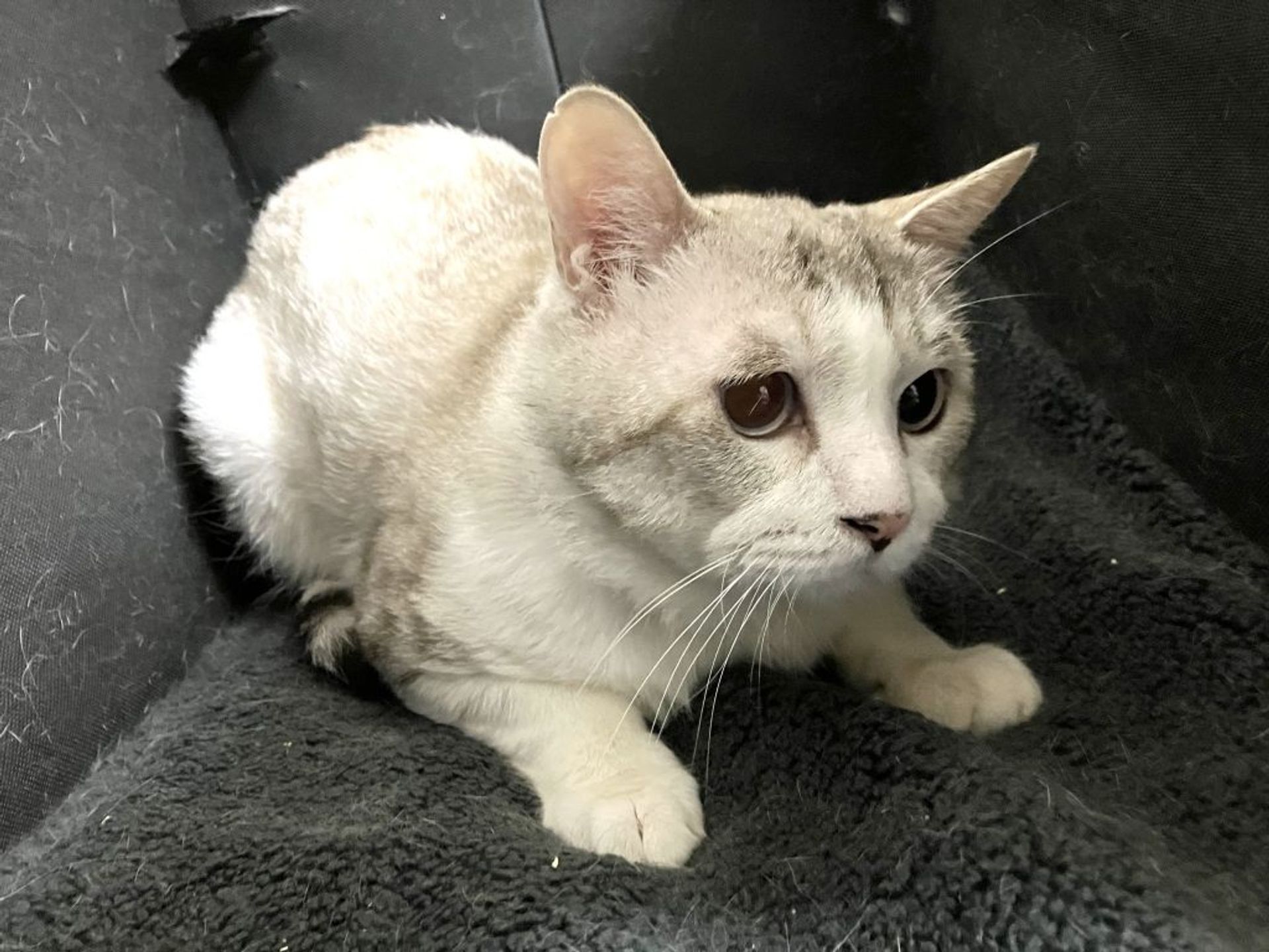 雑種（ミックス猫）・オスの里親募集の写真