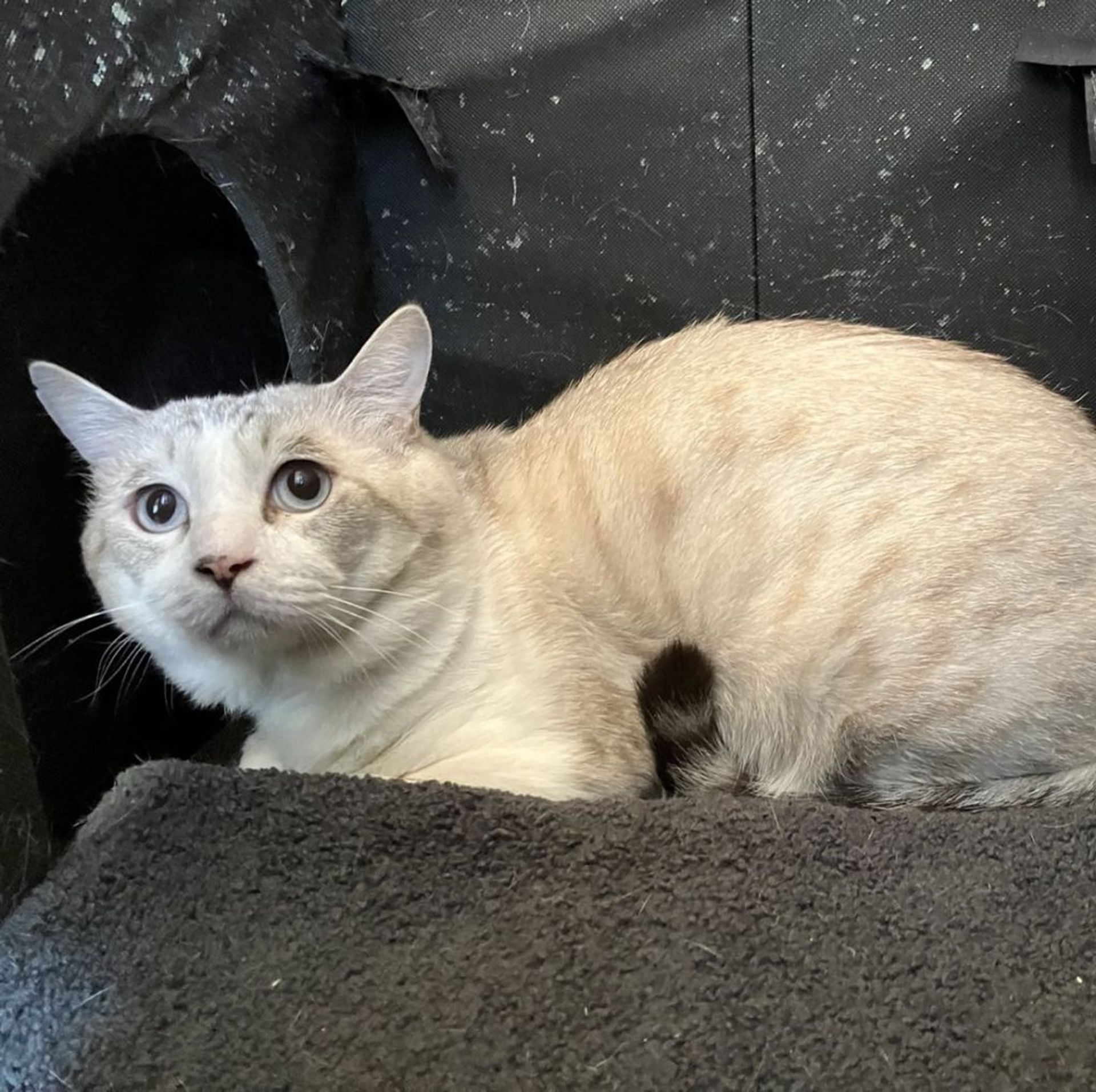 雑種（ミックス猫）・オスの里親募集の写真