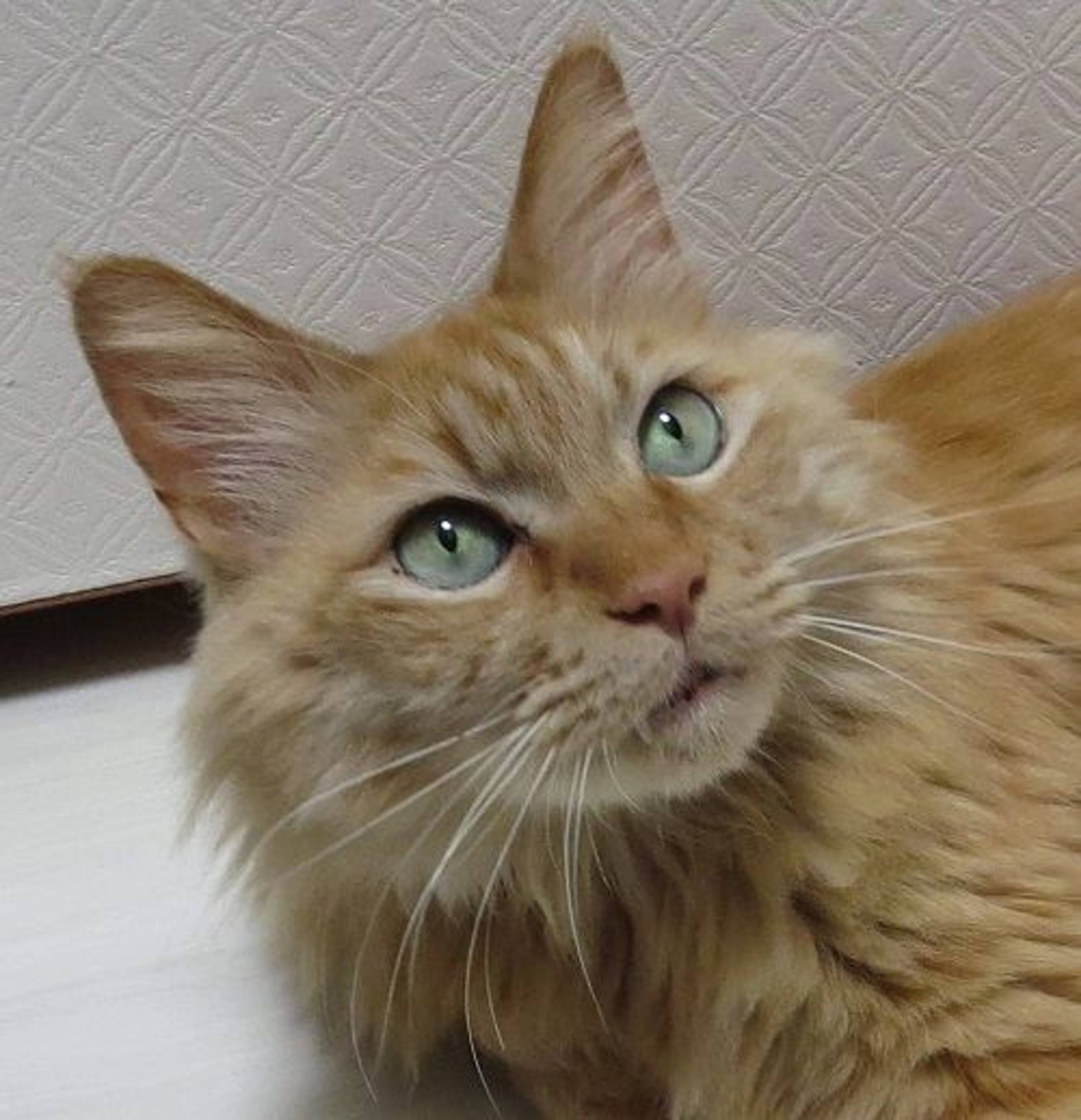 雑種（ミックス猫）・オスの里親募集の写真