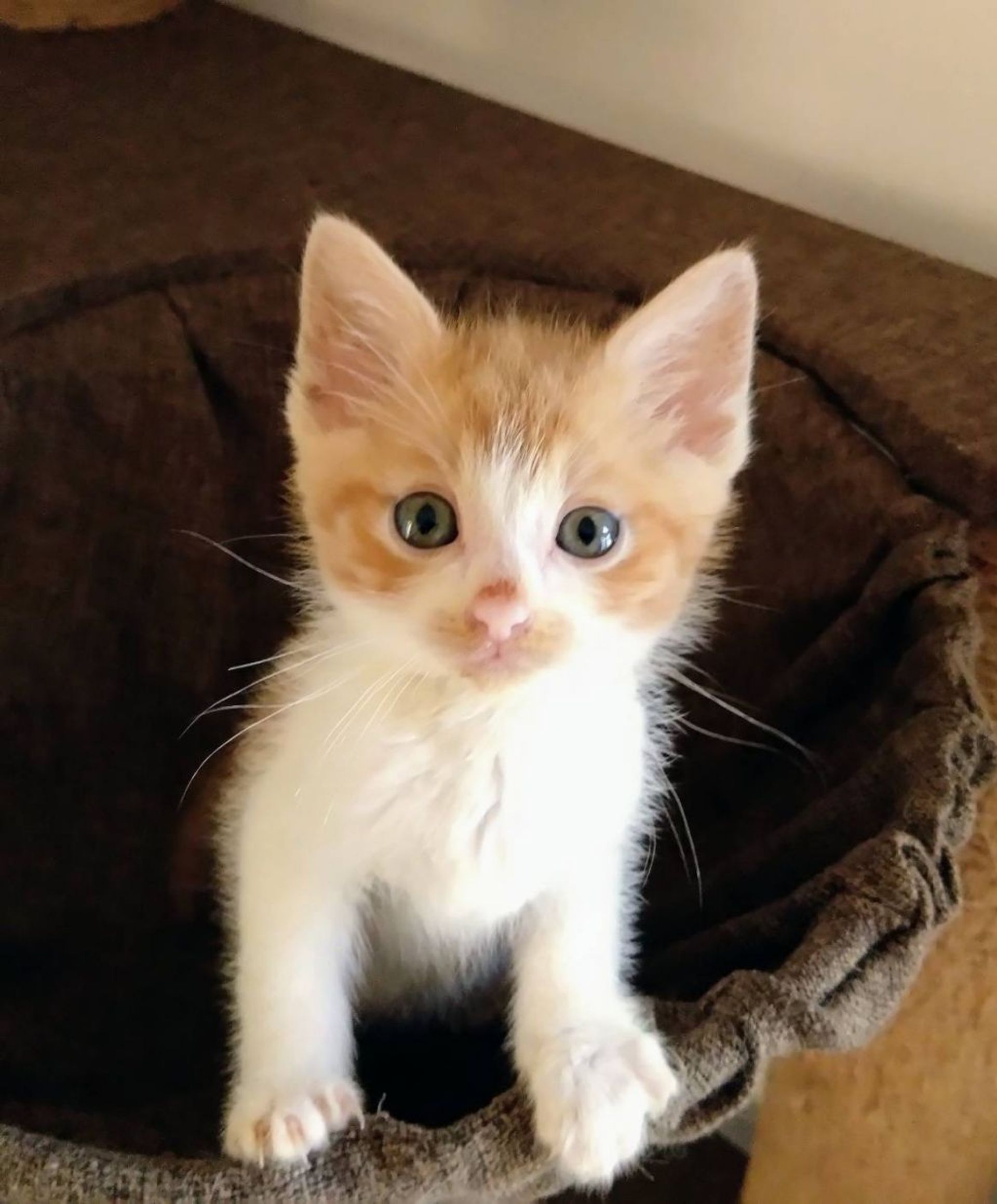 雑種（ミックス猫）・オスの里親募集の写真