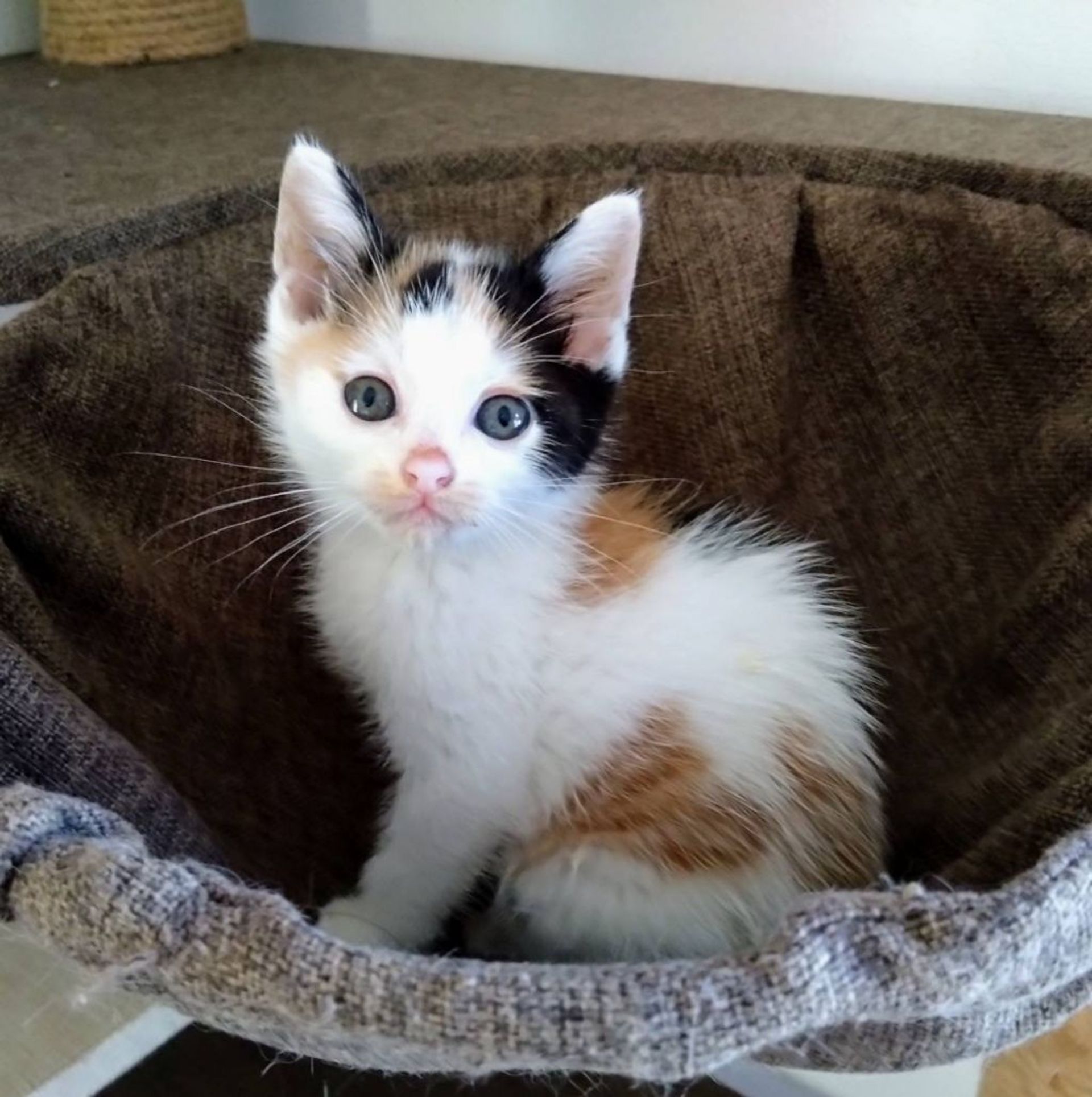 雑種（ミックス猫）・メスの里親募集の写真