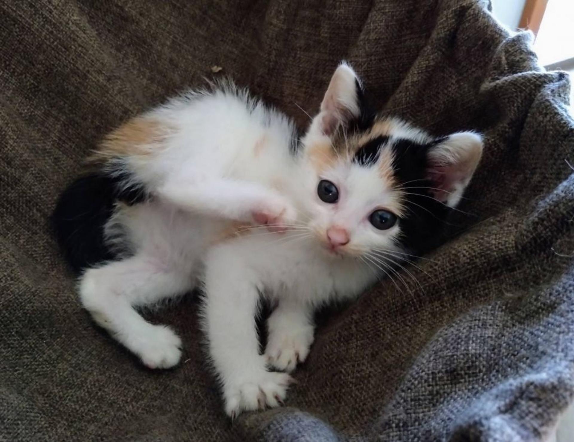 pet-image-4
