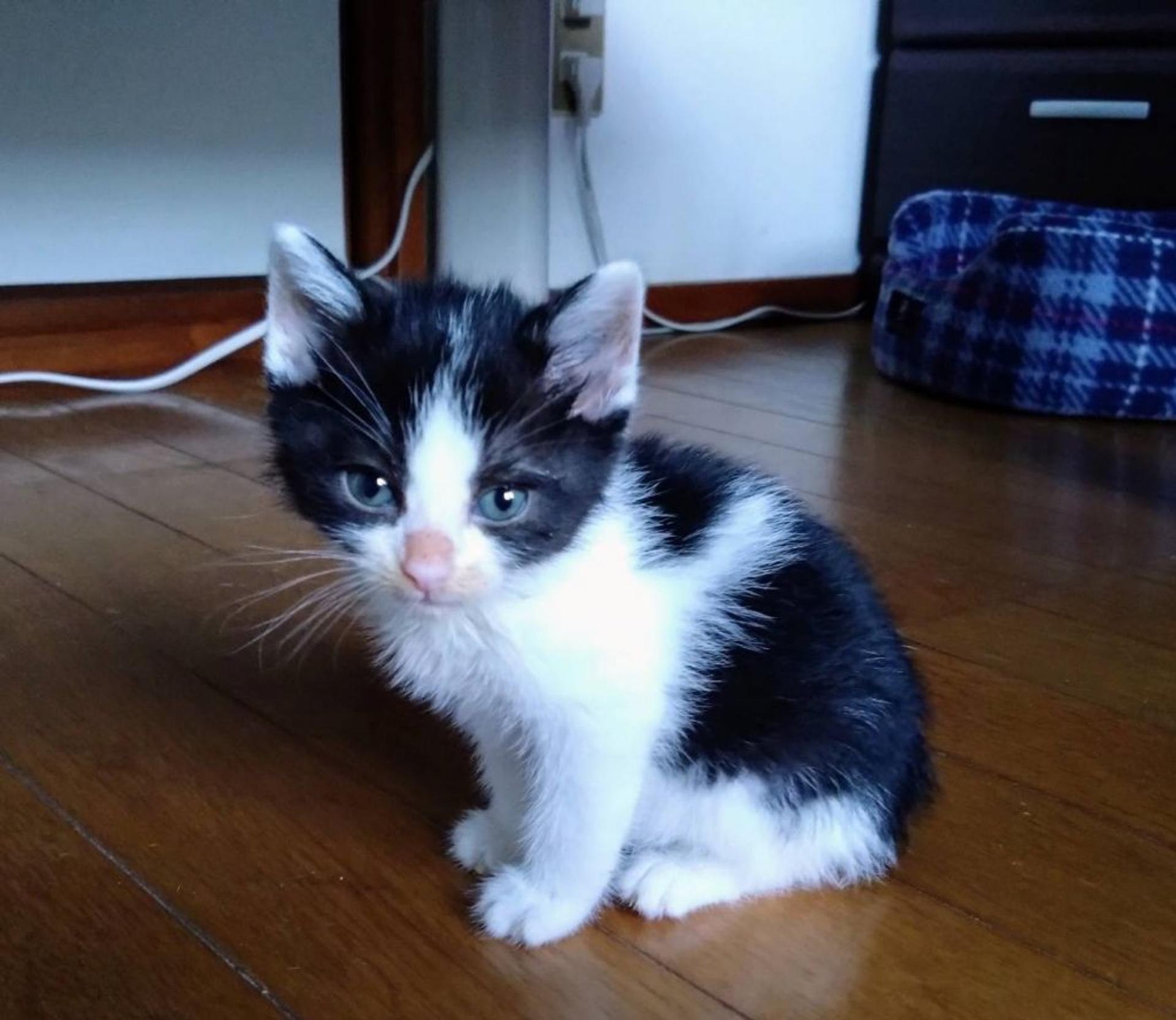 pet-image-4