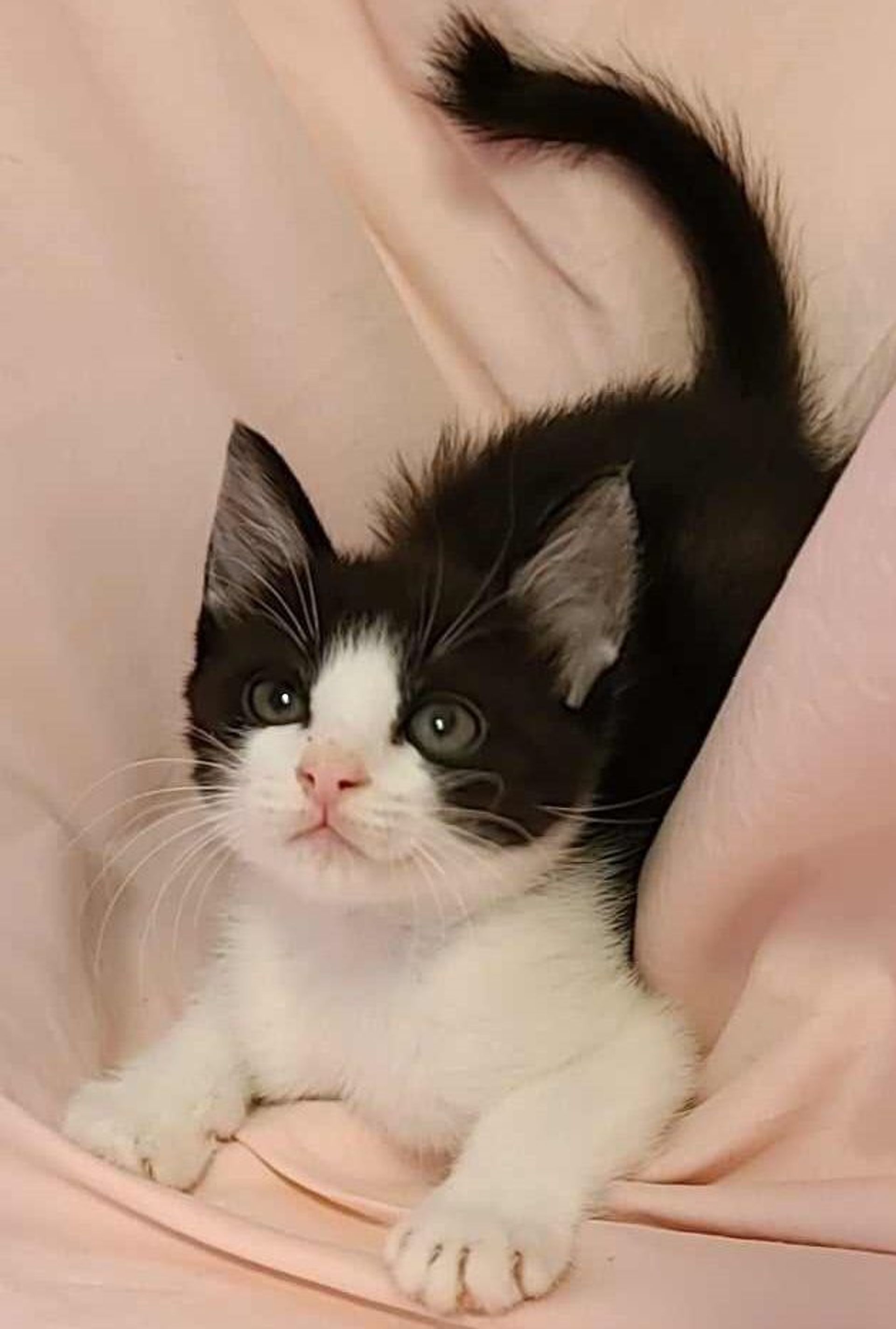 雑種（ミックス猫）・オスの里親募集の写真