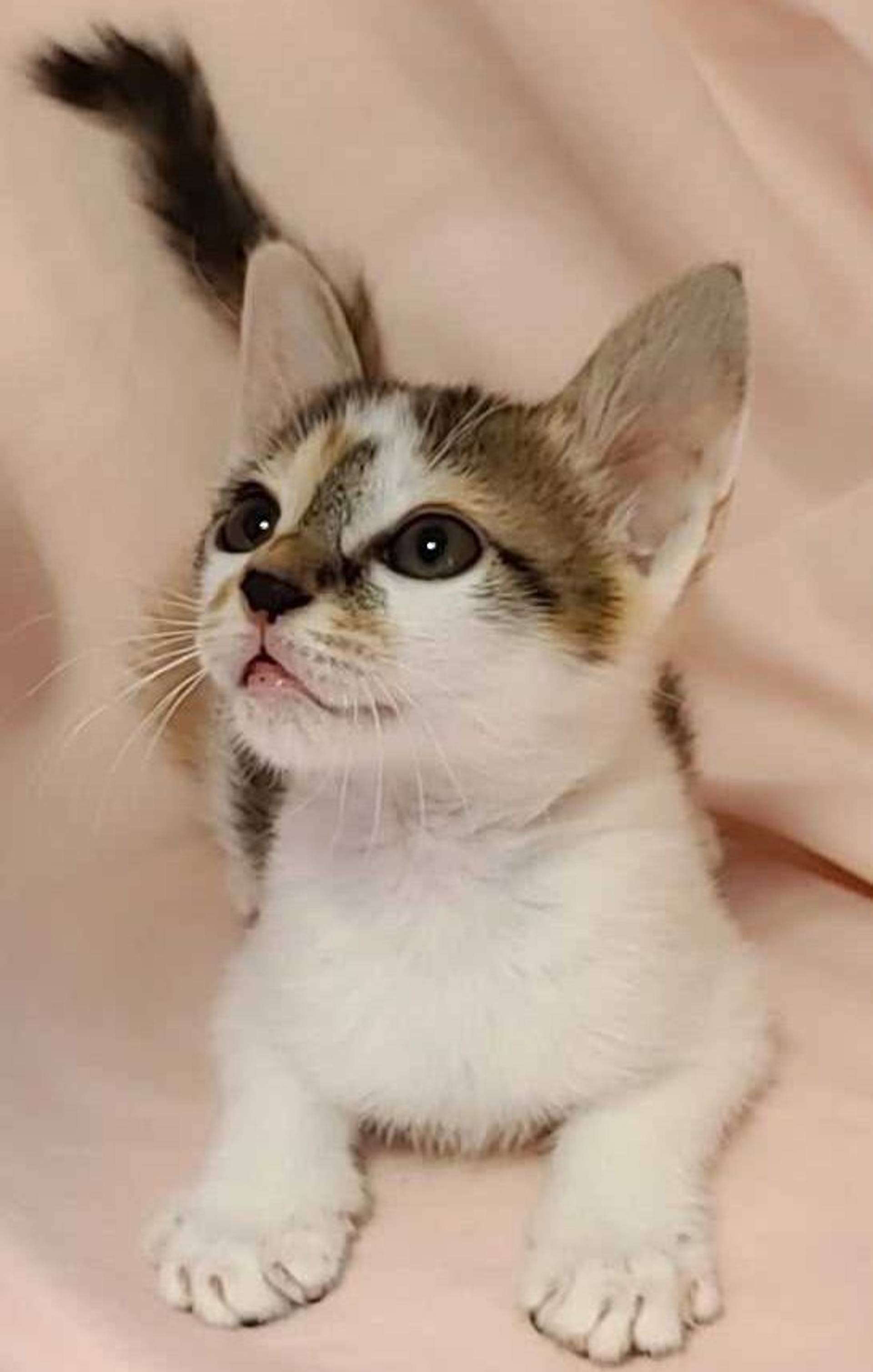 雑種（ミックス猫）・メスの里親募集の写真