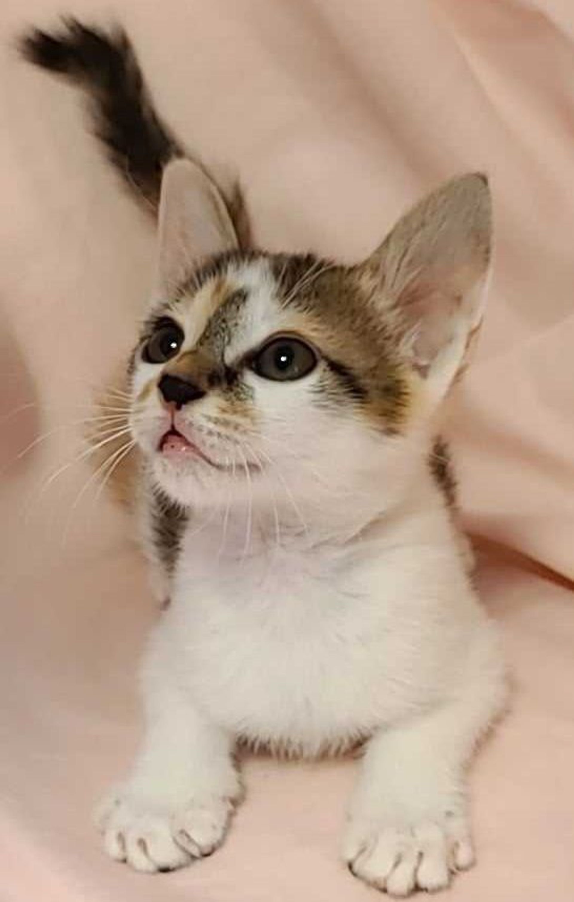 雑種（ミックス猫）・メスの里親募集の写真