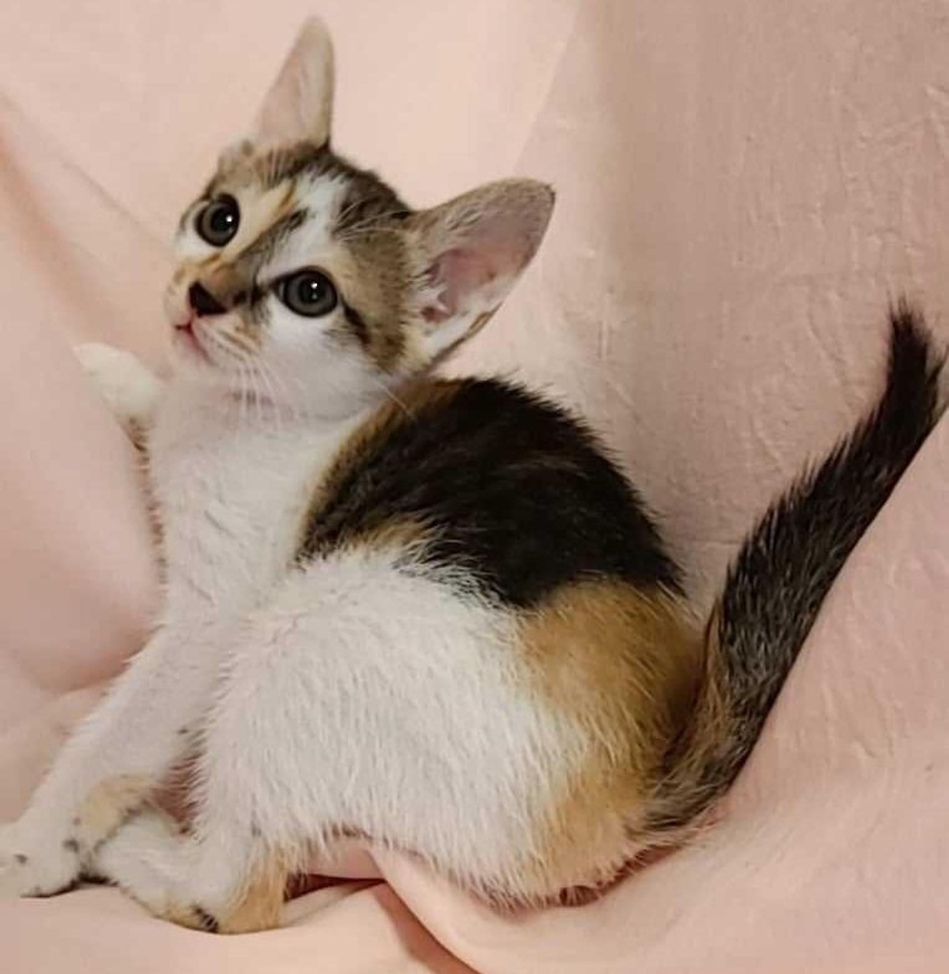 pet-image-3