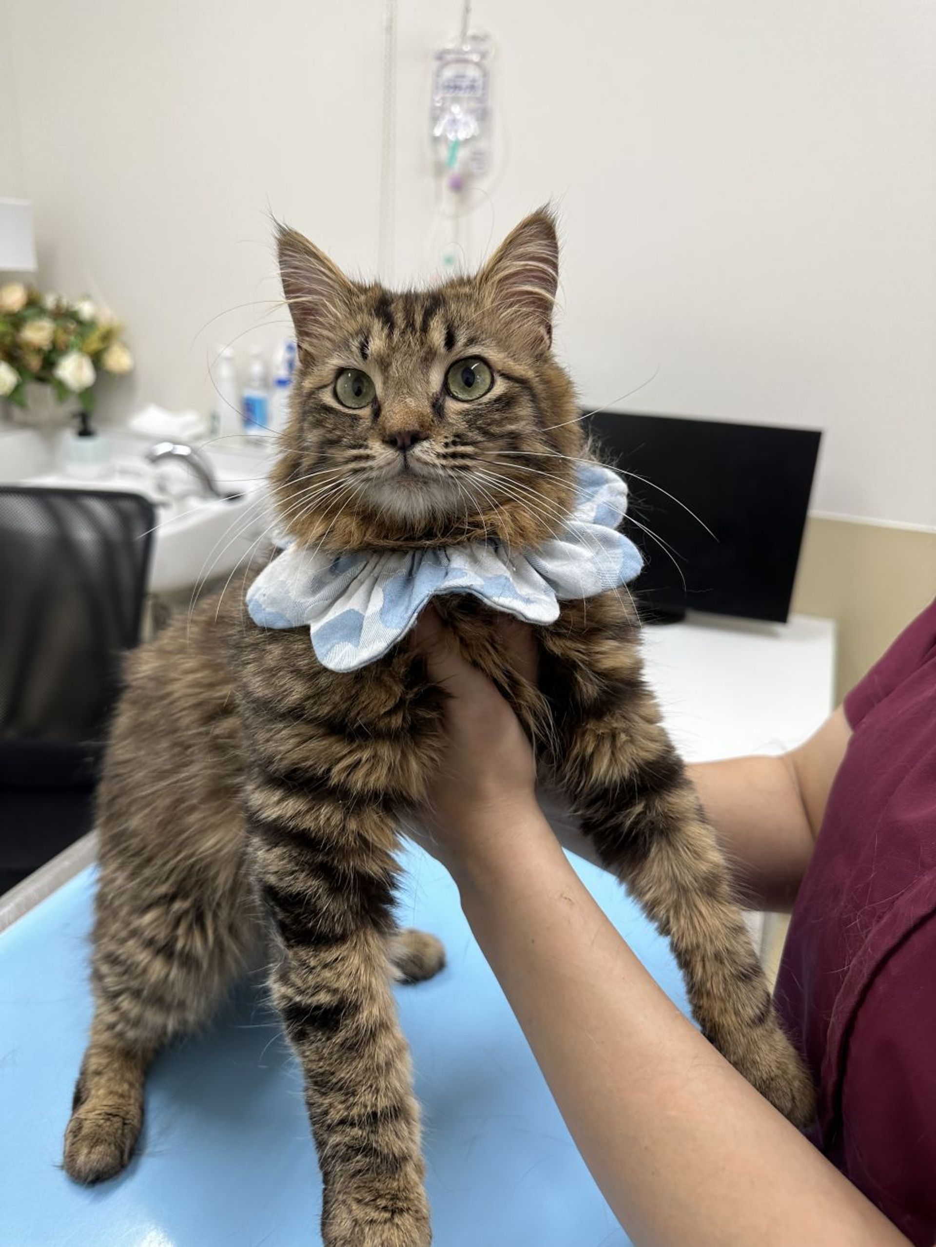 雑種（ミックス猫）・オスの里親募集の写真