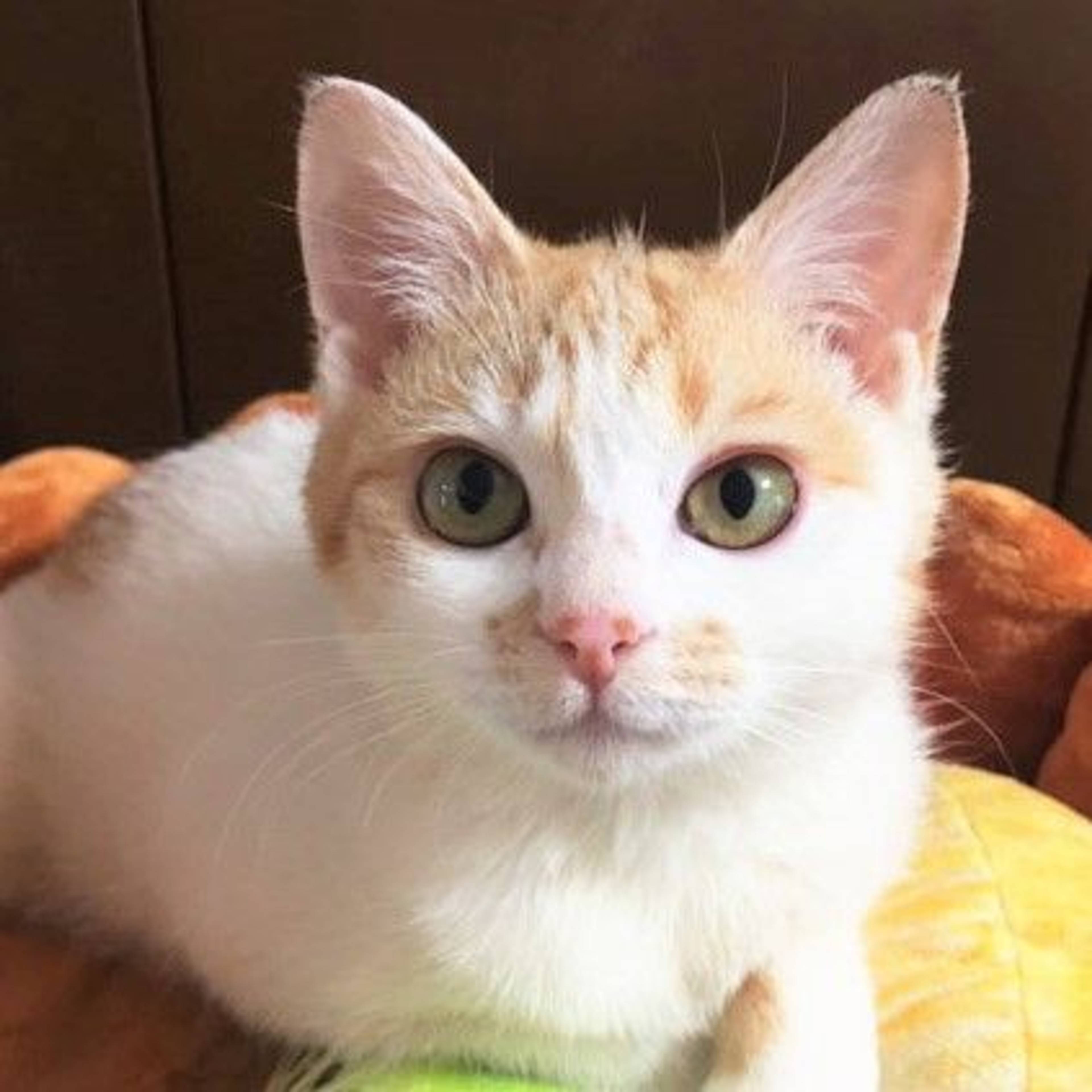 雑種（ミックス猫）・メスの里親募集の写真