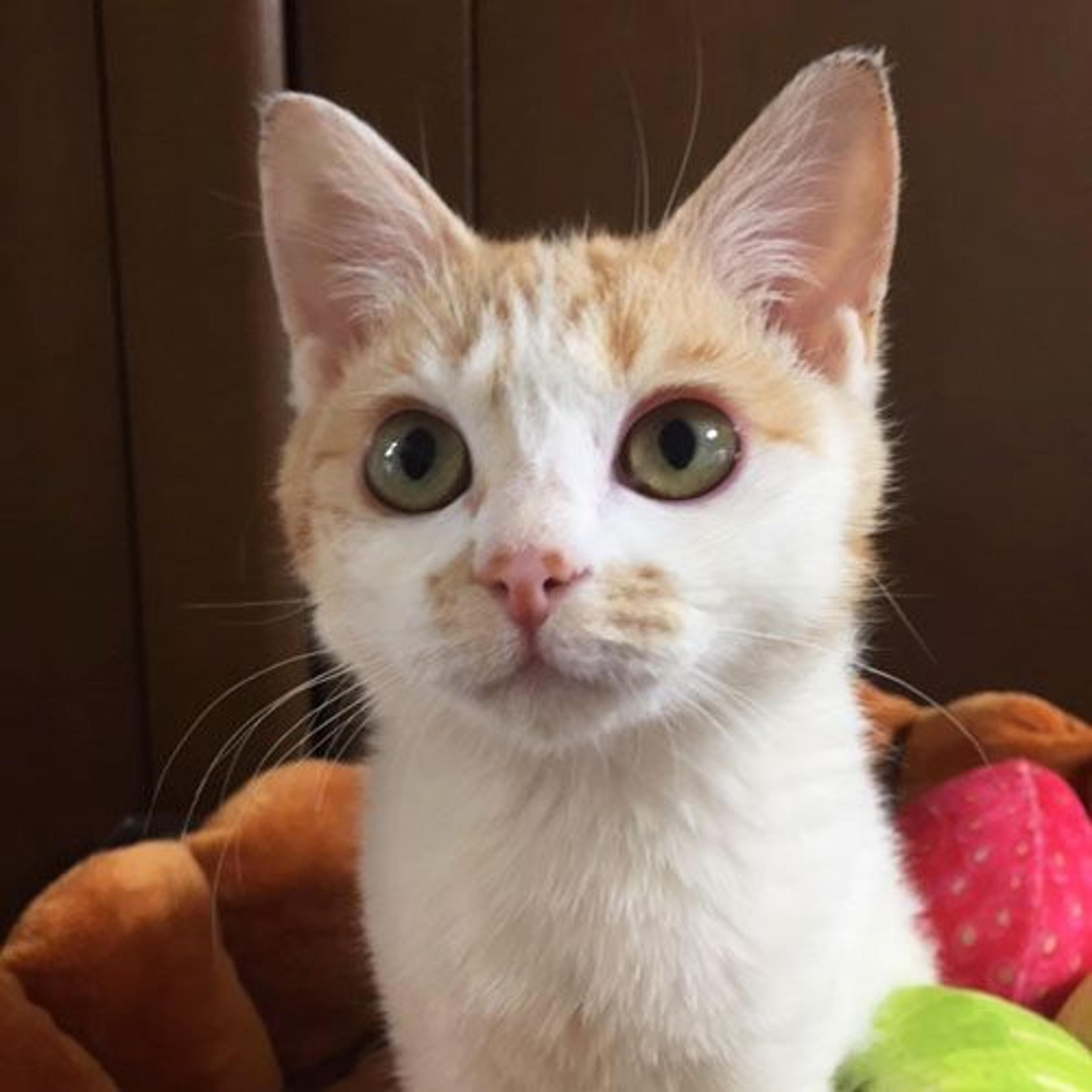 pet-image-2