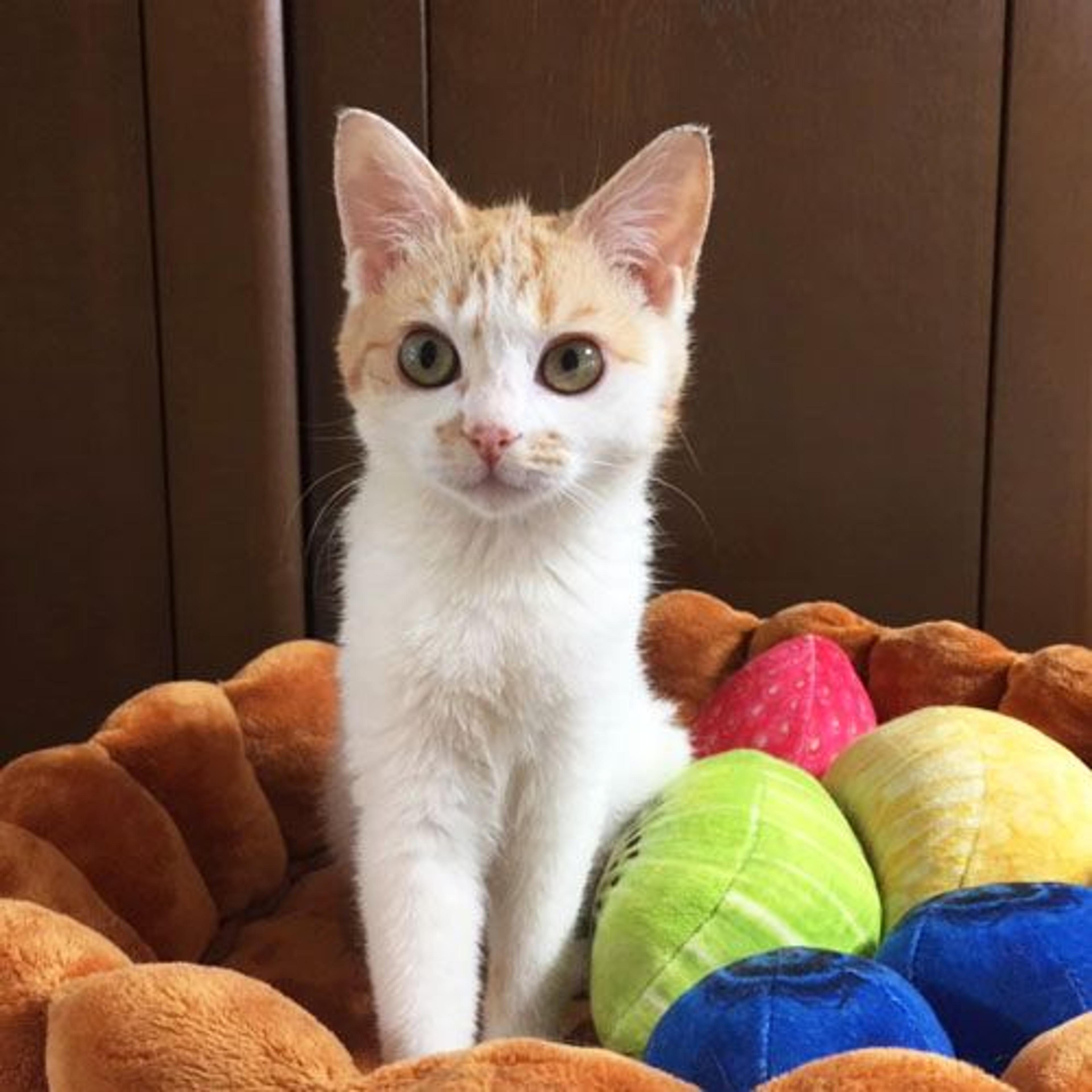 pet-image-3