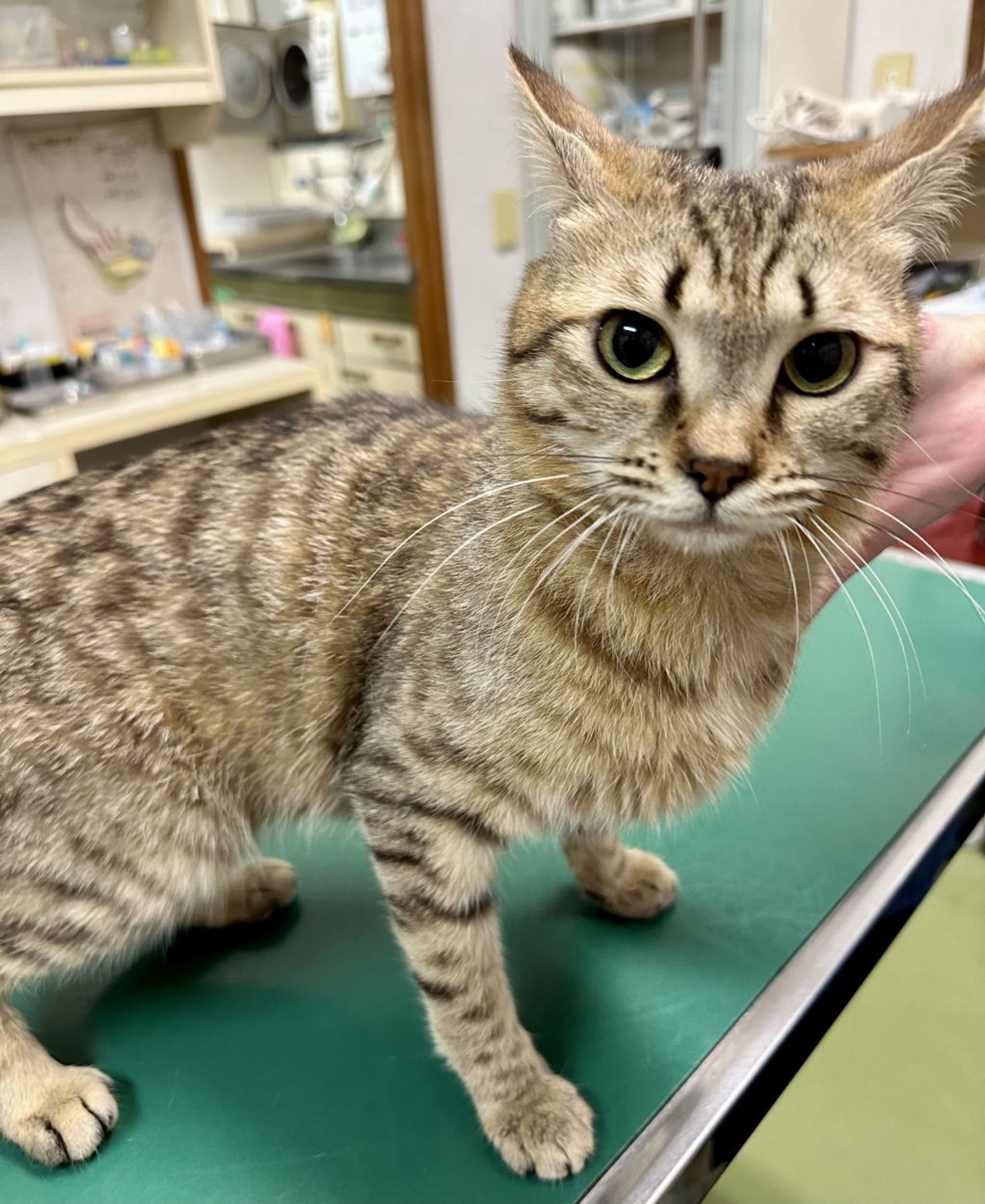 雑種（ミックス猫）・オスの里親募集の写真