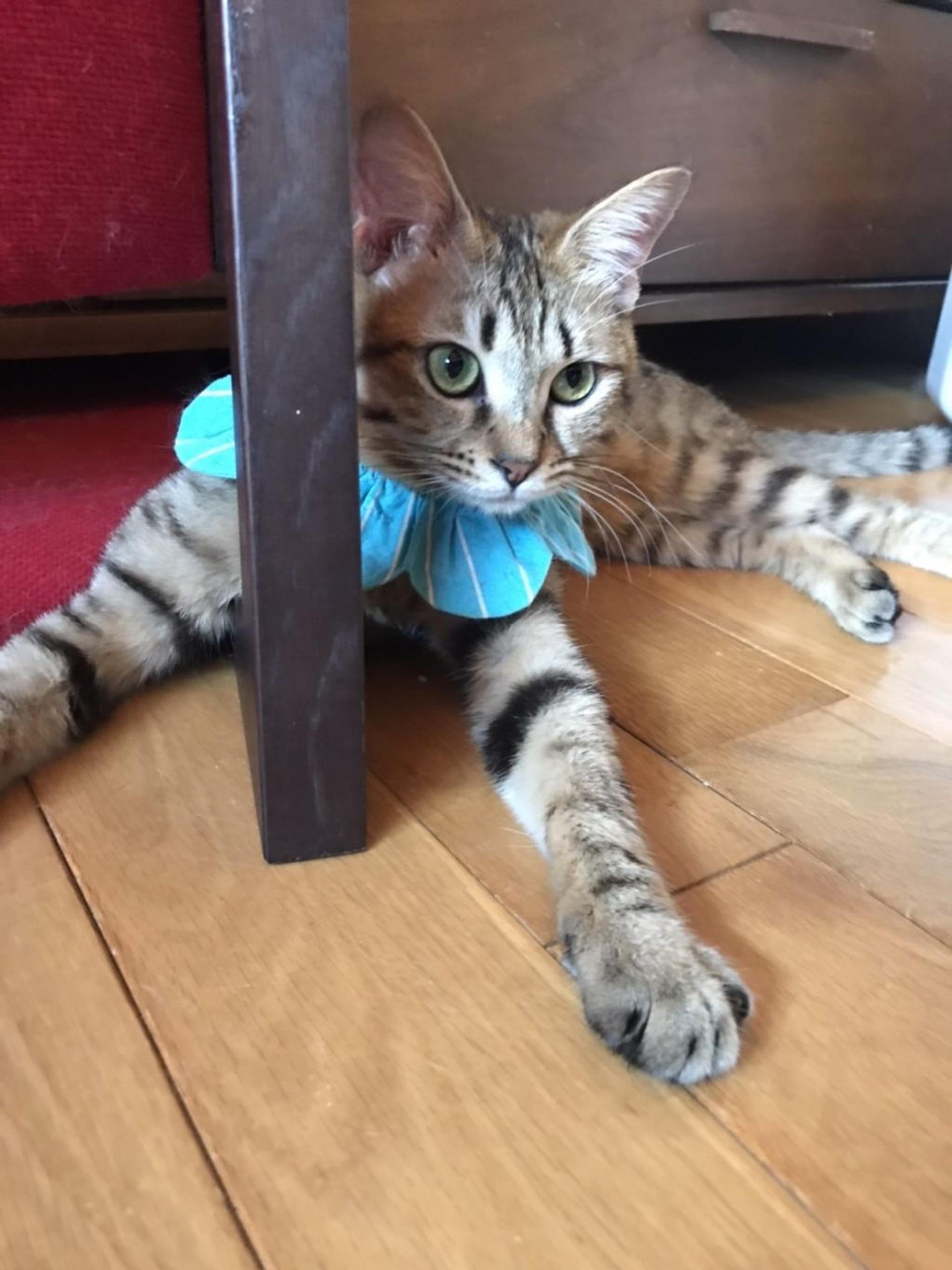 pet-image-3