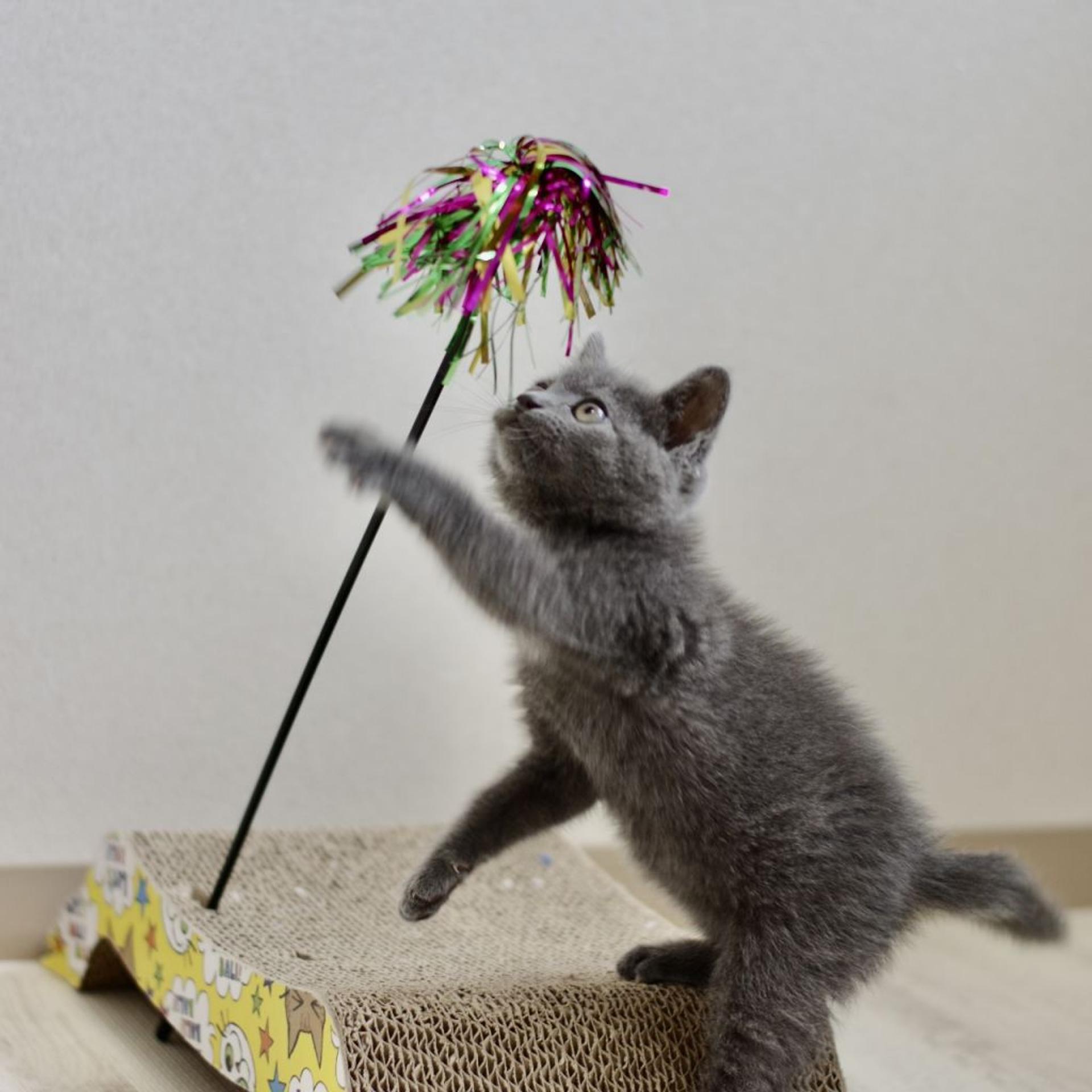 pet-image-4